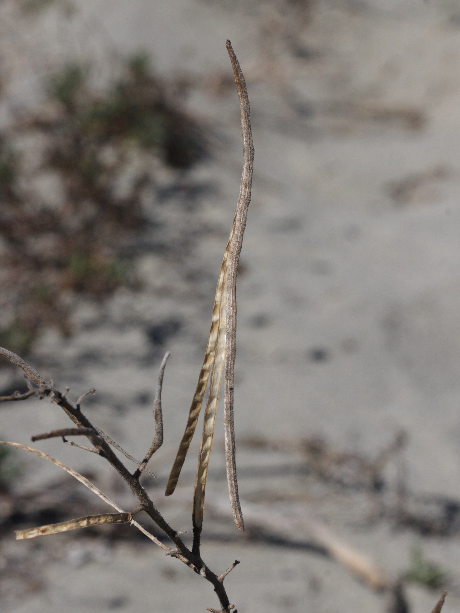 matthiola_sinuata6bd