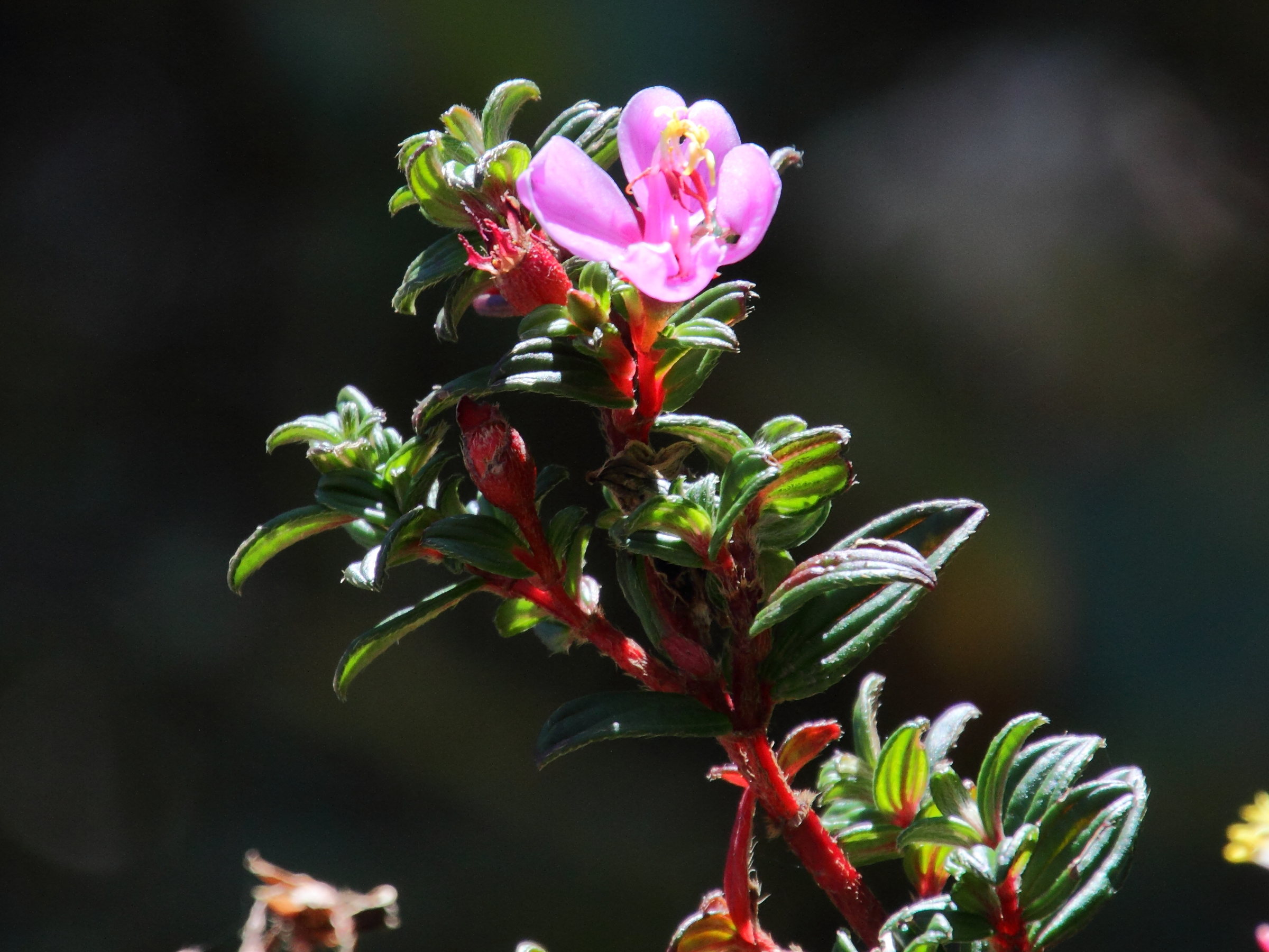 Afficher le média monochaetum_amabile1md monochaetum_amabile1md