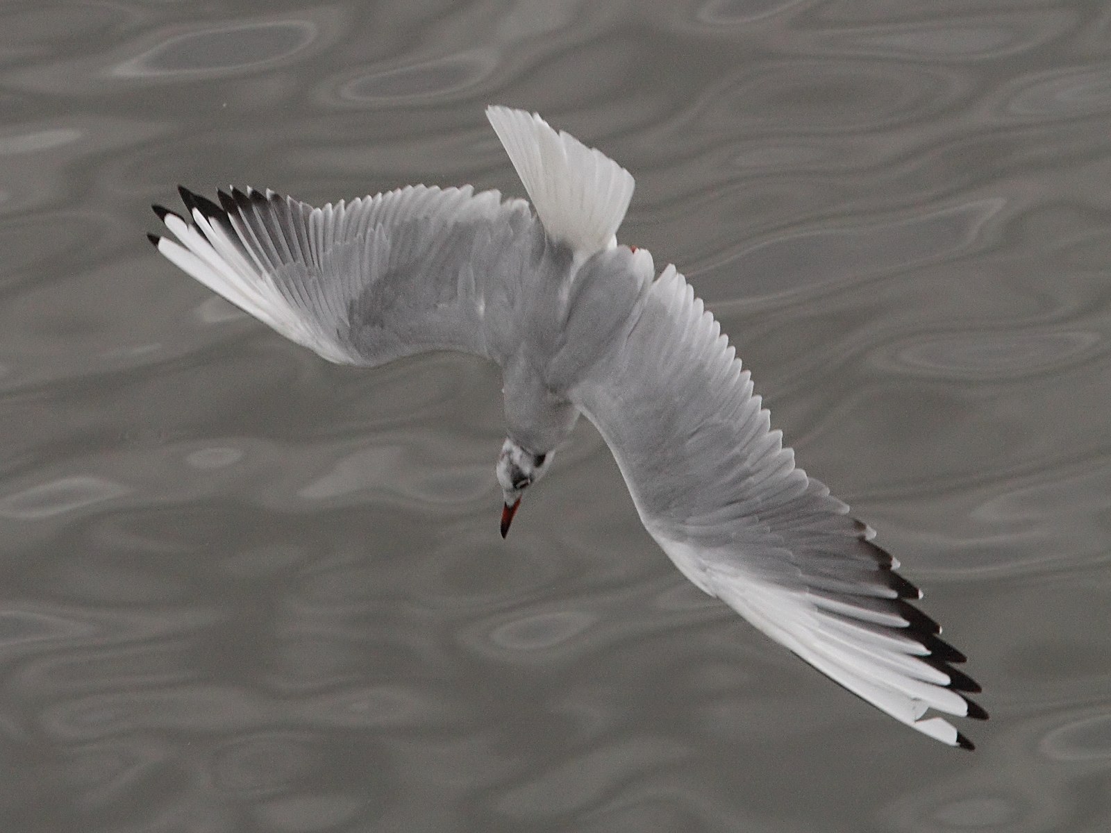 Afficher le média mouette_rieuse_-_chroicocephalus_ridibundus12bd mouette_rieuse_-_chroicocephalus_ridibundus12bd