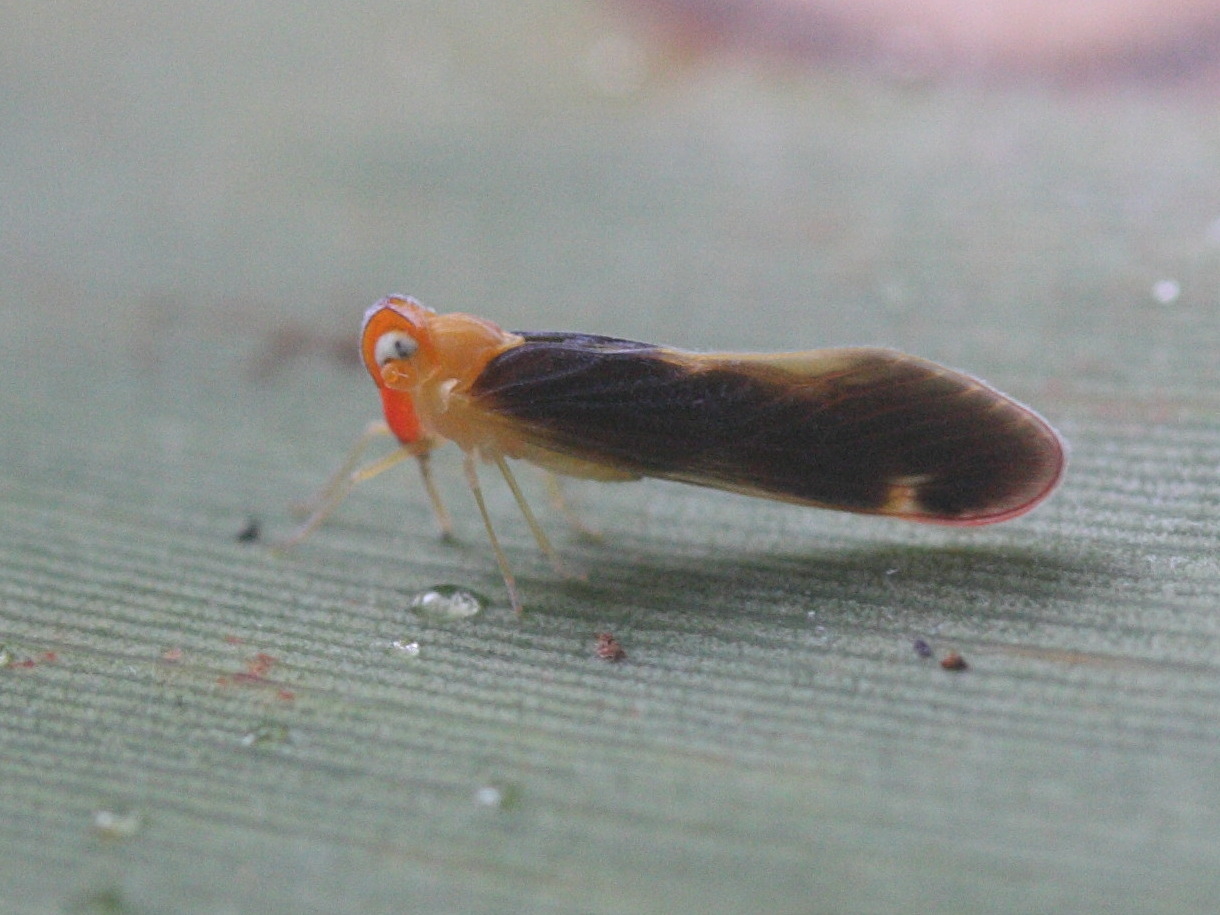 muirileguatia_borbonica1md