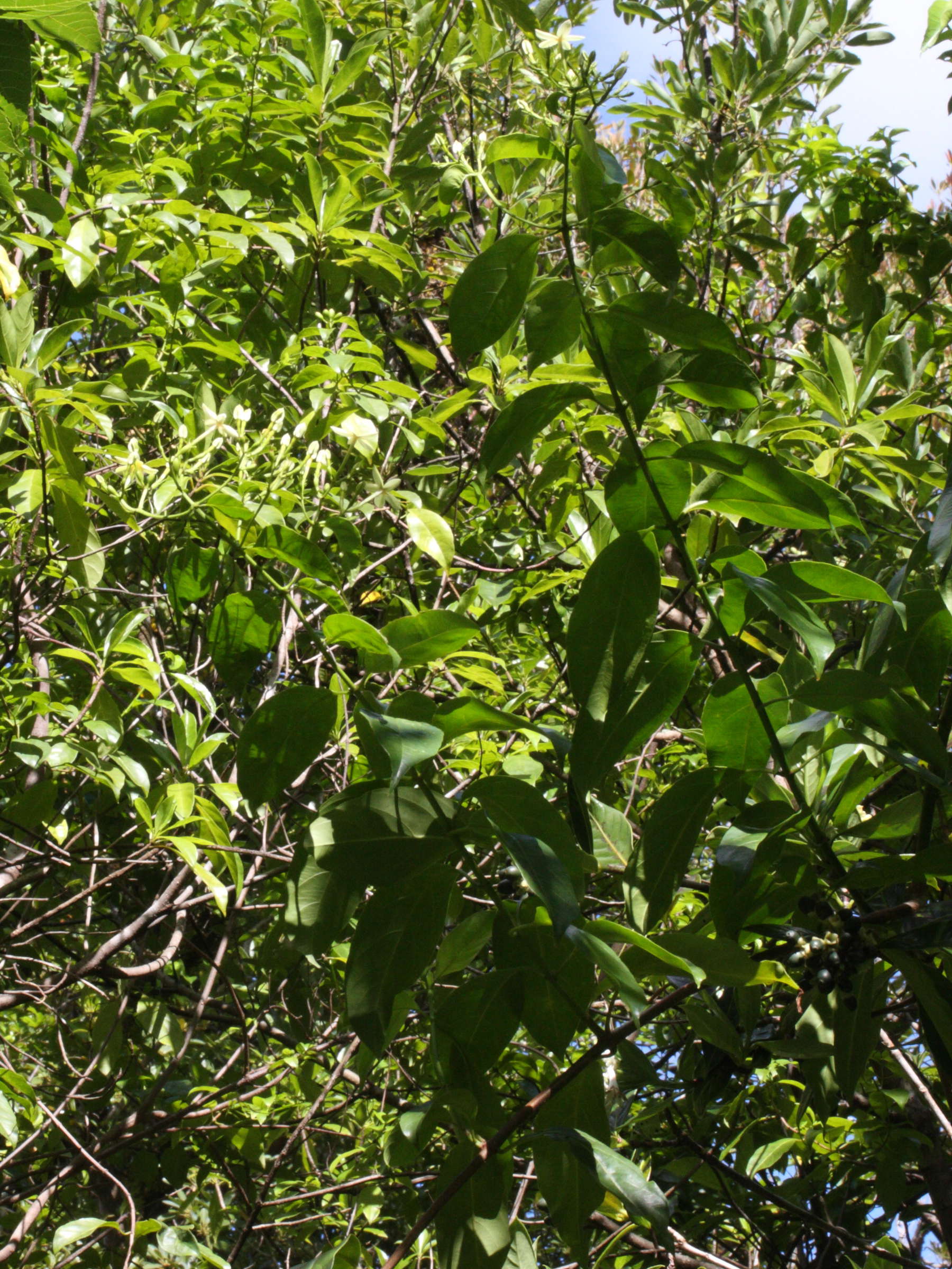 mussaenda_arcuata1md