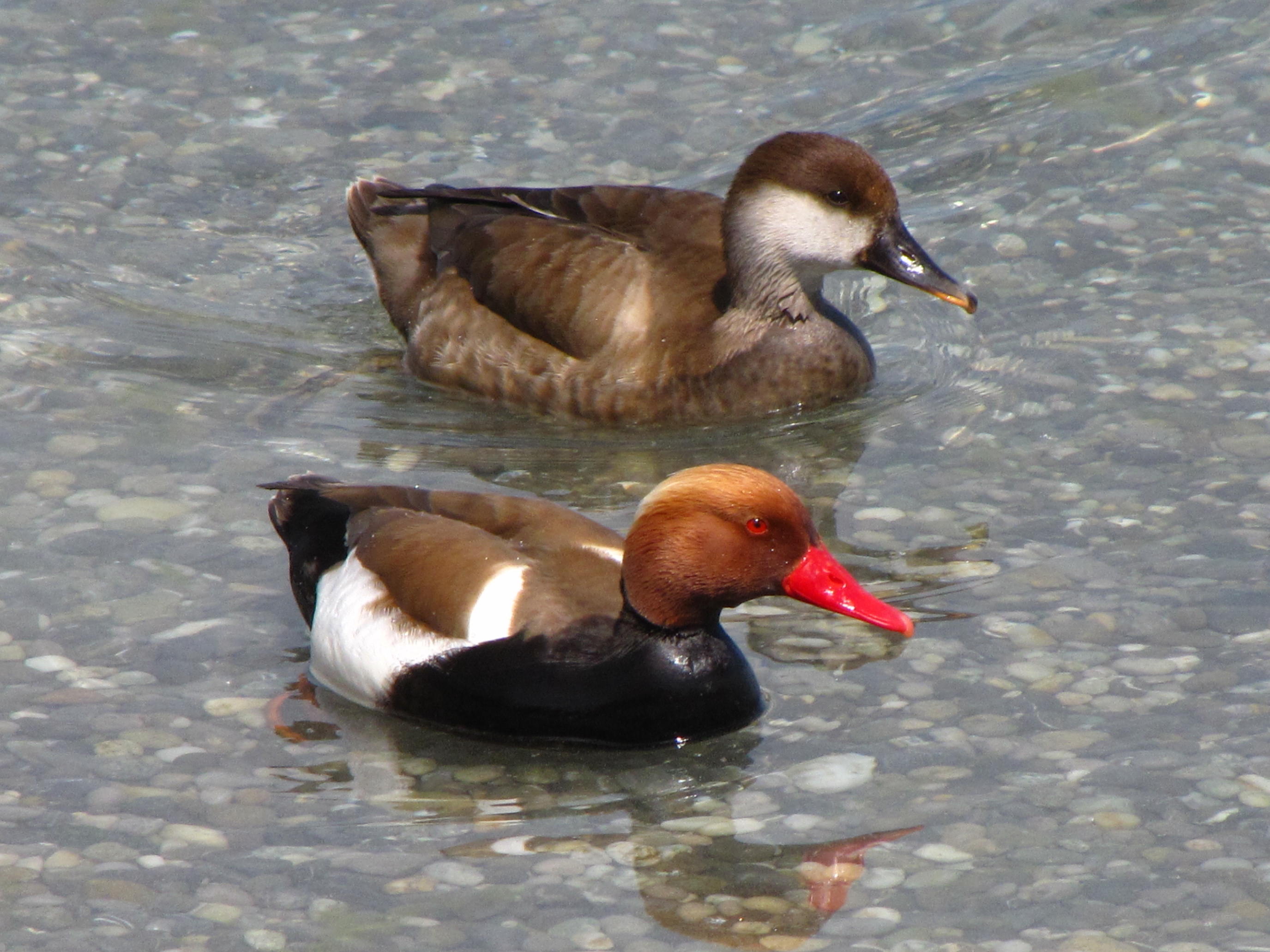 nette_rousse_-_netta_rufina7fc