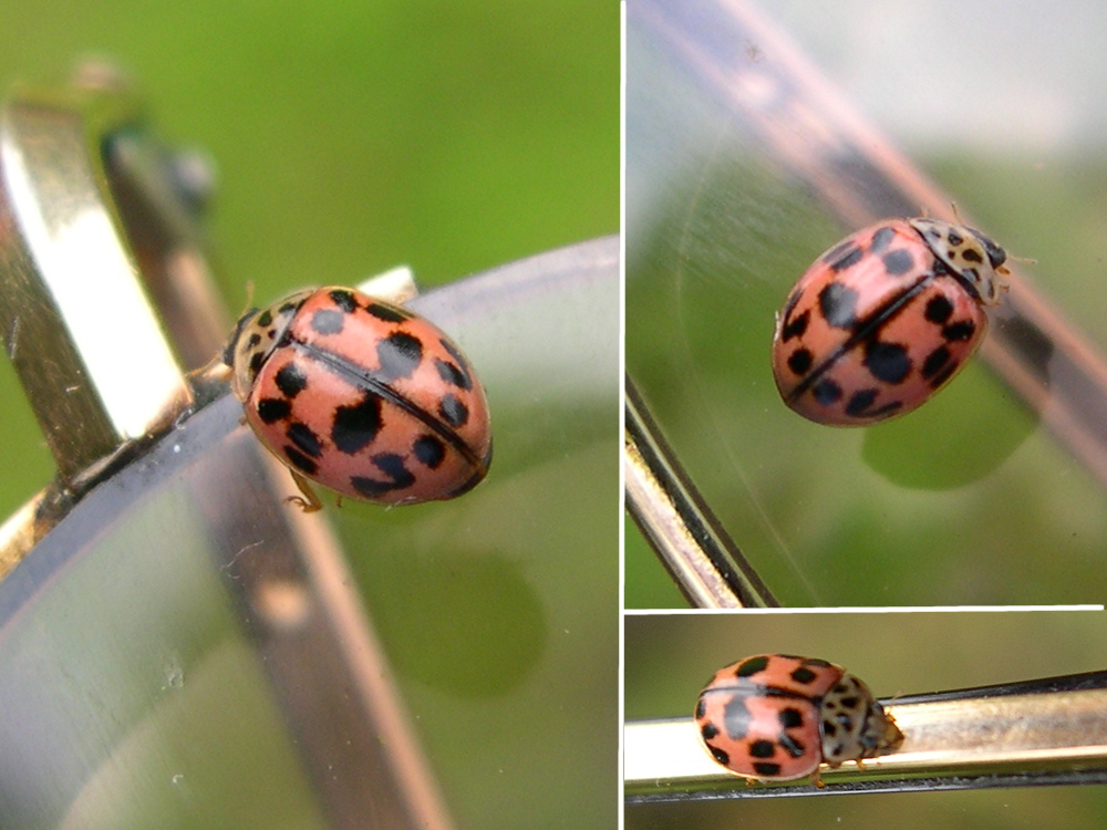 oenopia_conglobata1md