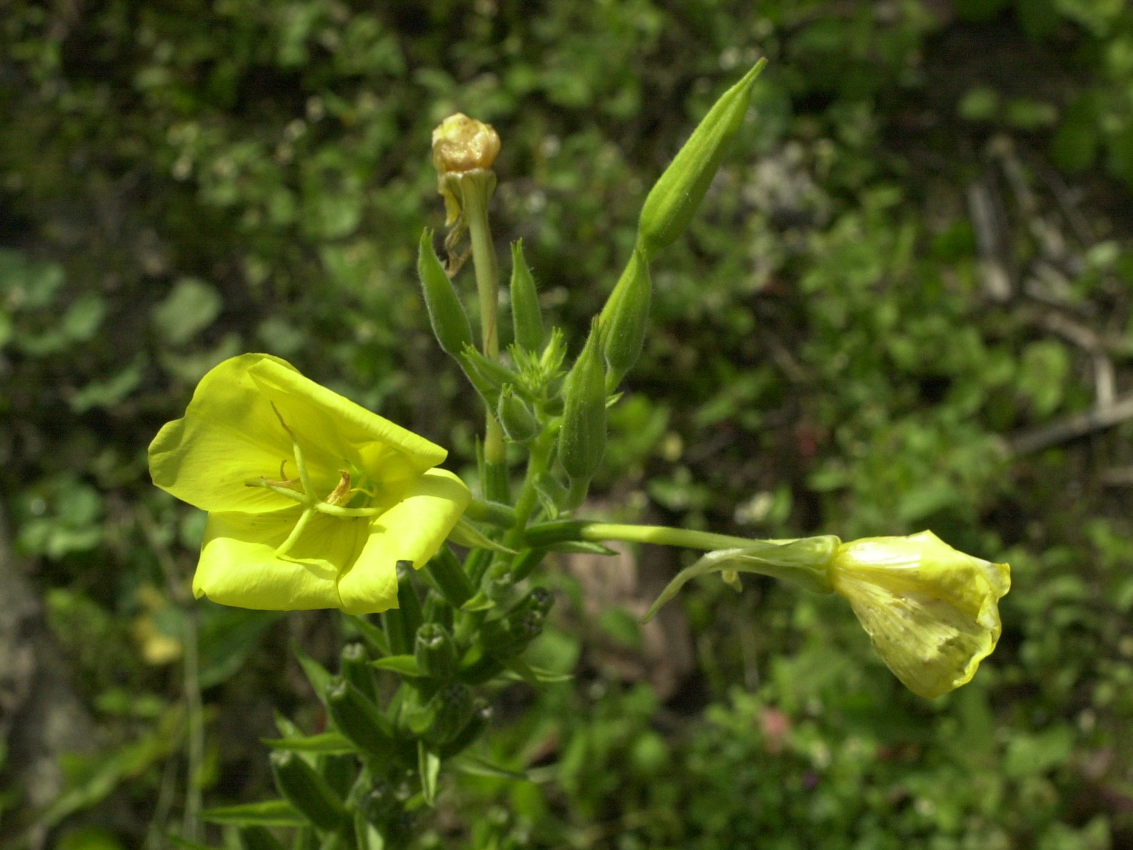 oenothera_biennis2md