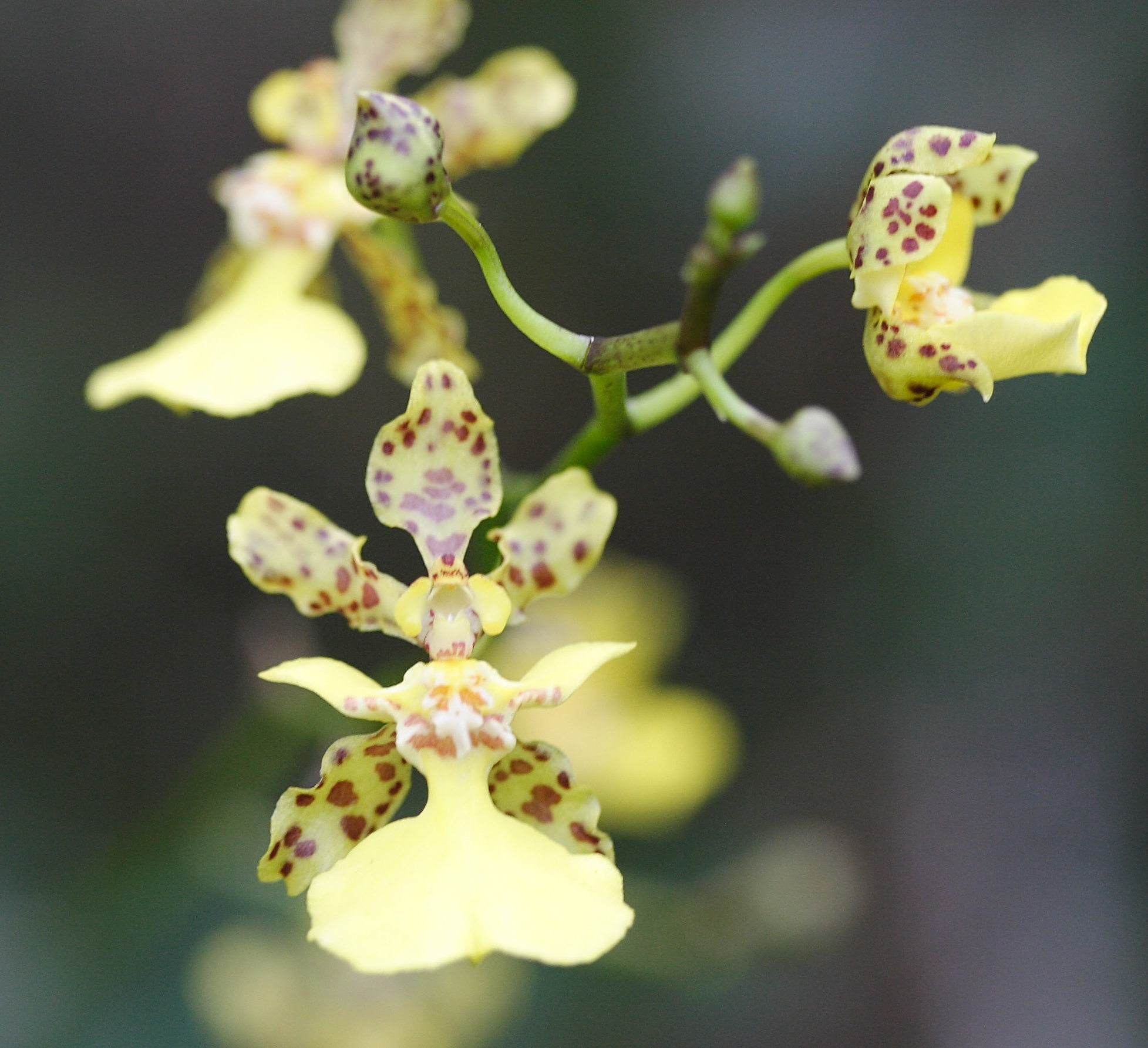 Afficher le média oncidium_altissimum2md oncidium_altissimum2md
