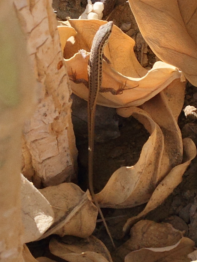 ophisops_jerdonii1md