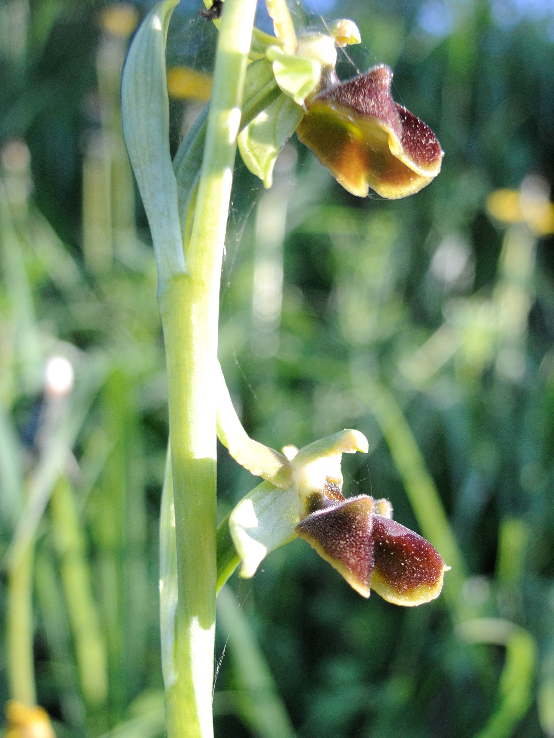Afficher le média ophrys_sphegodes1md ophrys_sphegodes1md