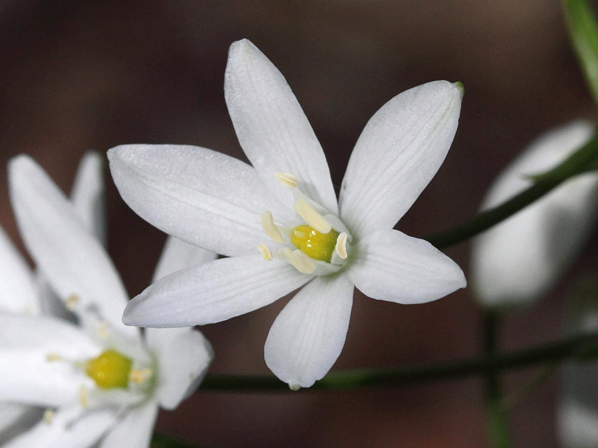 ornithogalum_magnum2bd