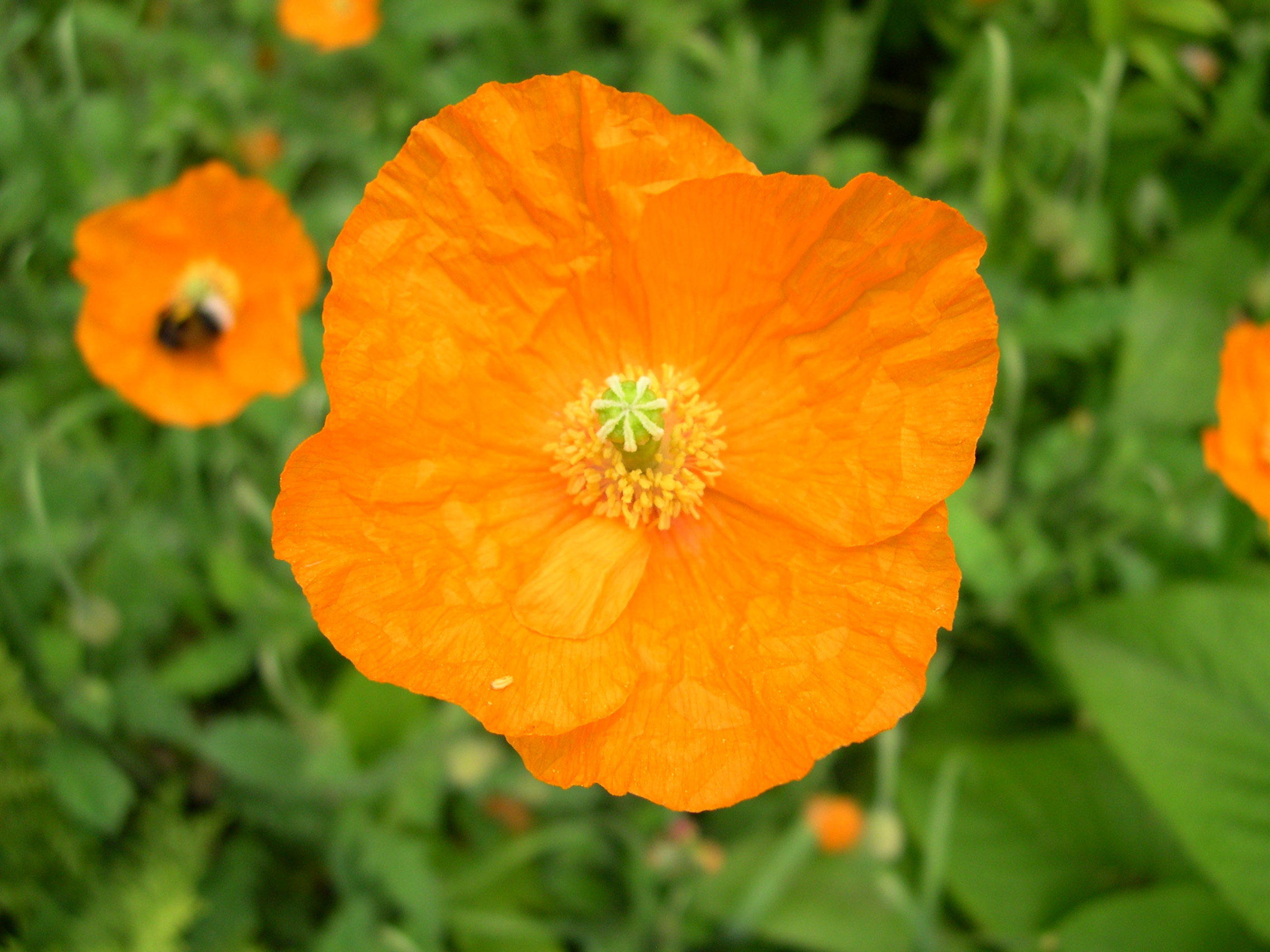 papaver_atlanticum2md