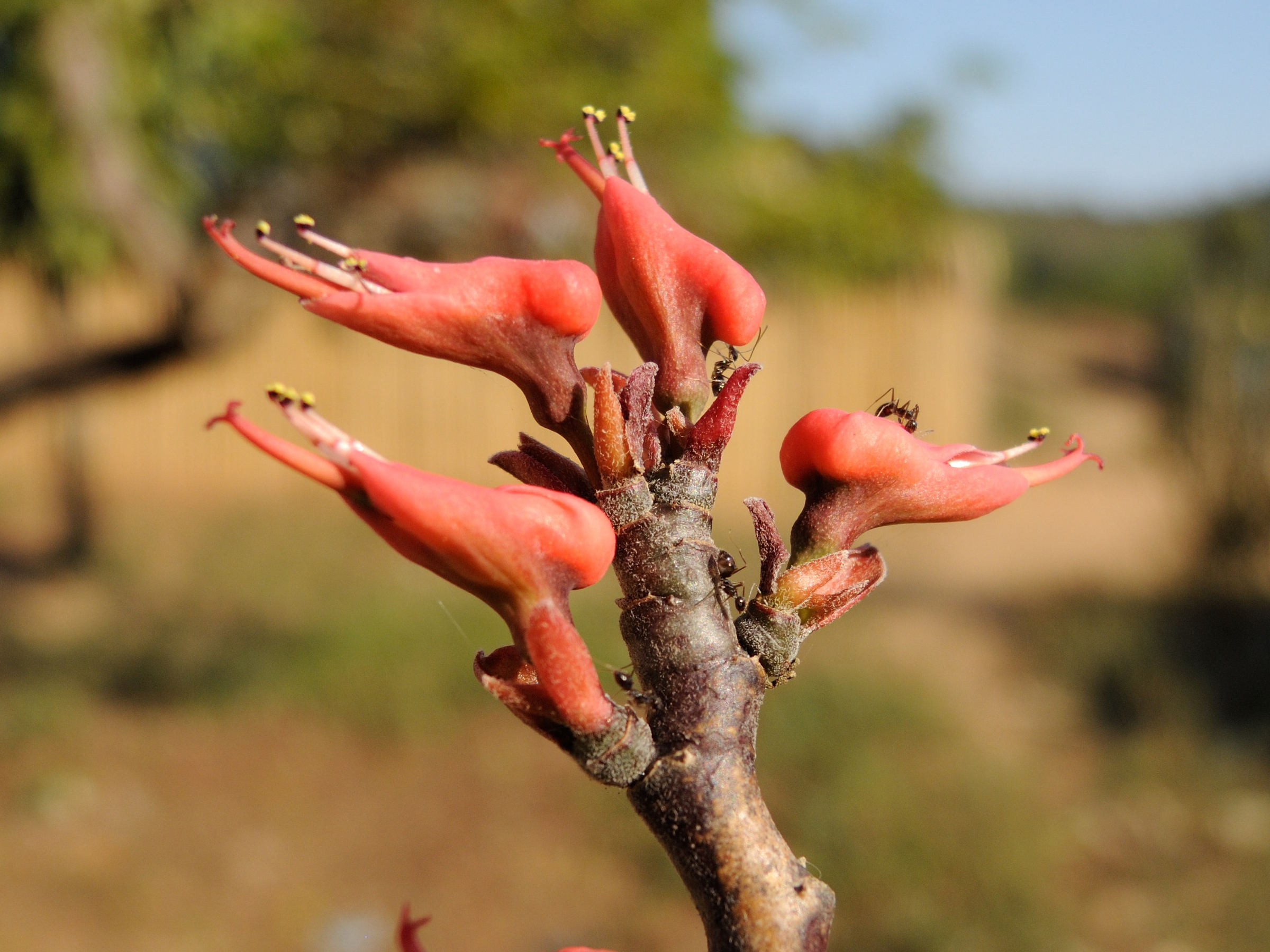 Afficher le média pedilanthus_tithymaloides5md pedilanthus_tithymaloides5md