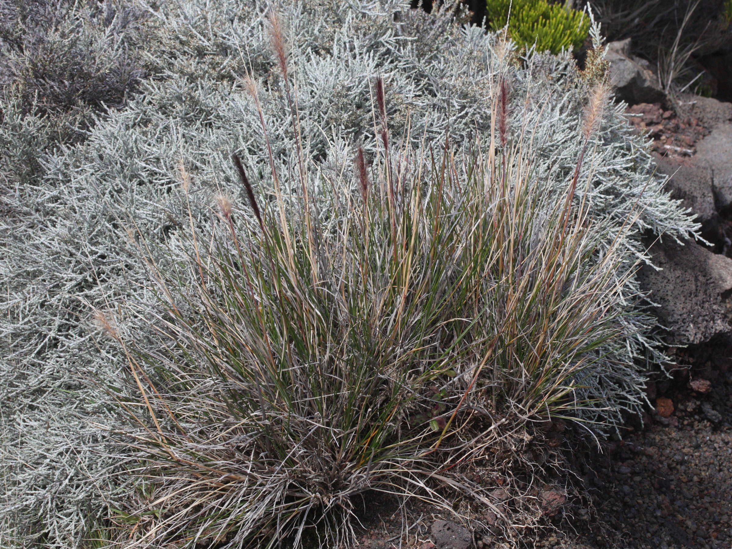 pennisetum_caffrum1md