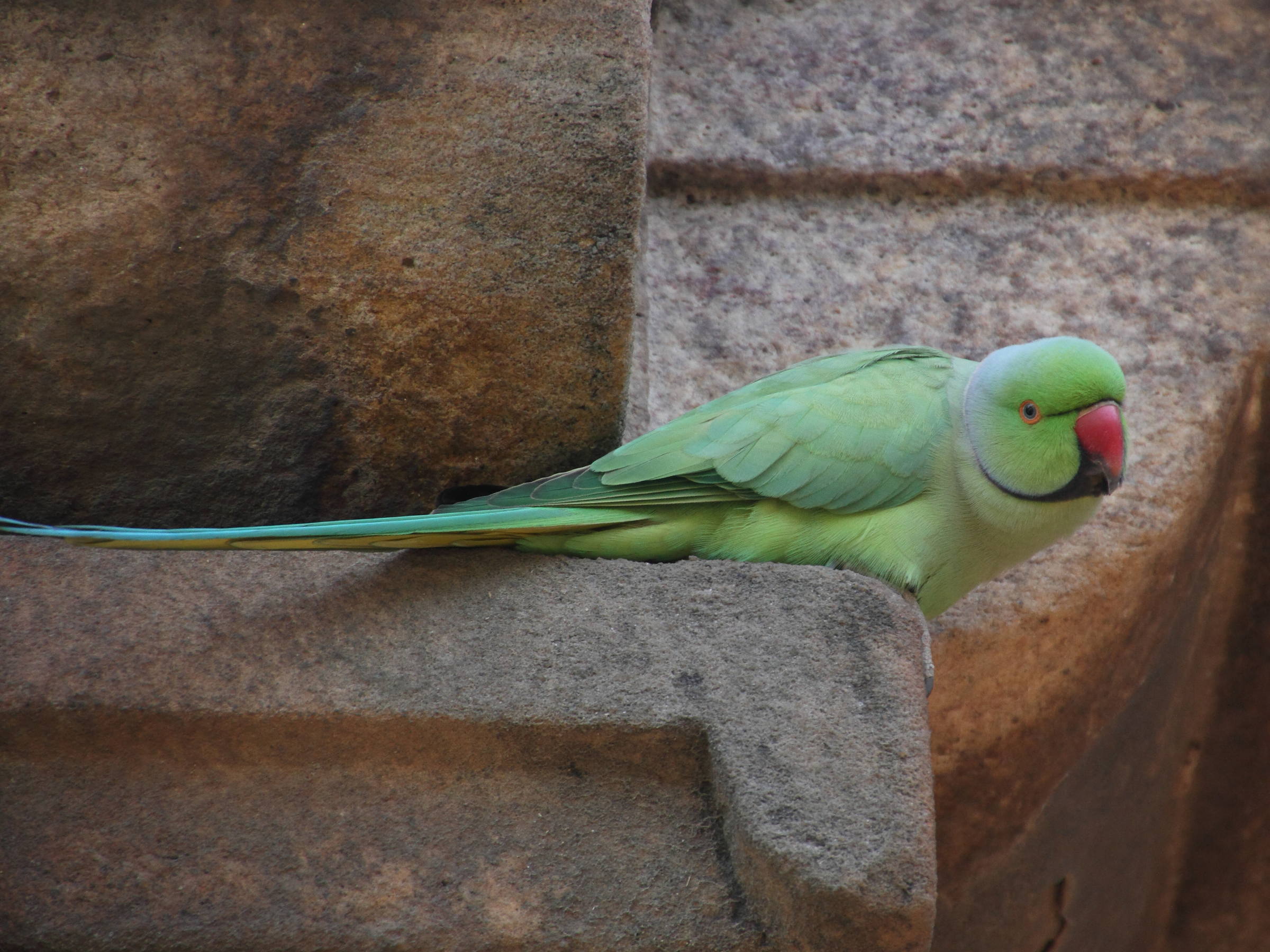 perruche_a_collier_-_psittacula_krameri4md