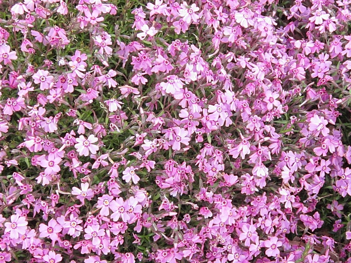 phlox_subulata2bd