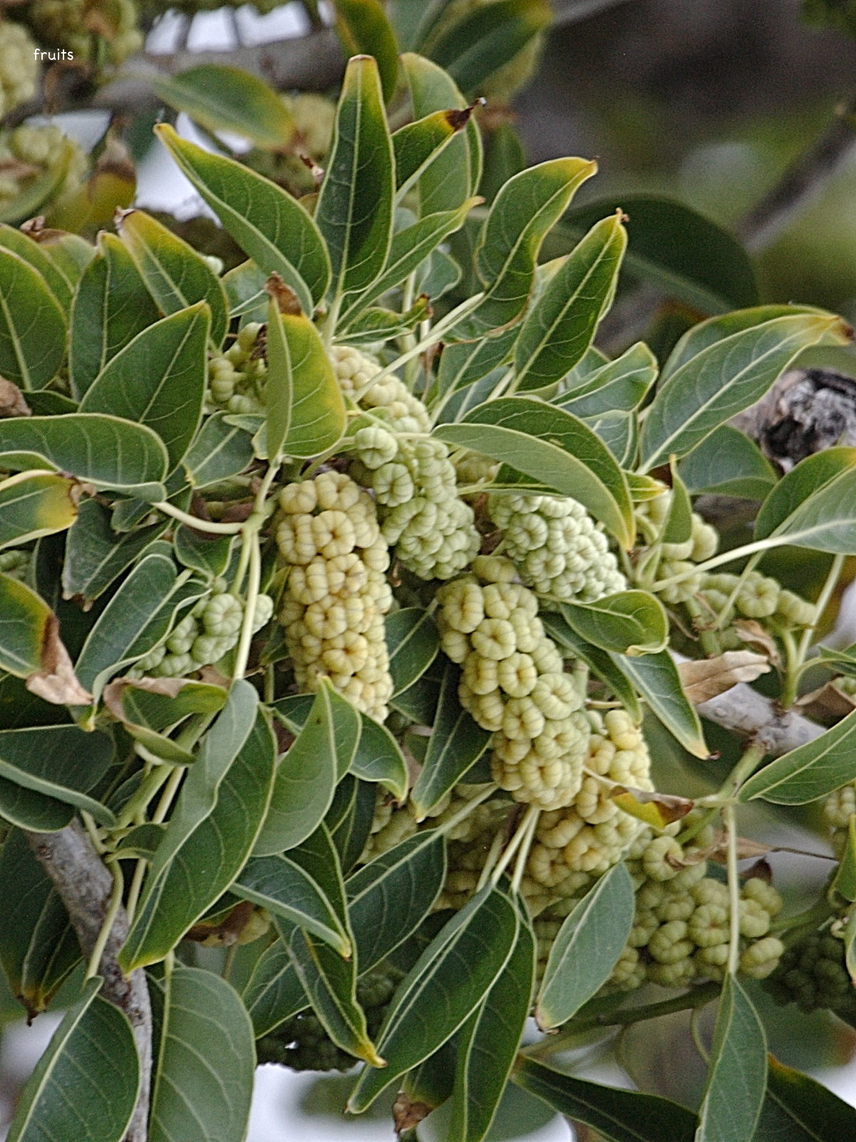 phytolacca_dioica3bd