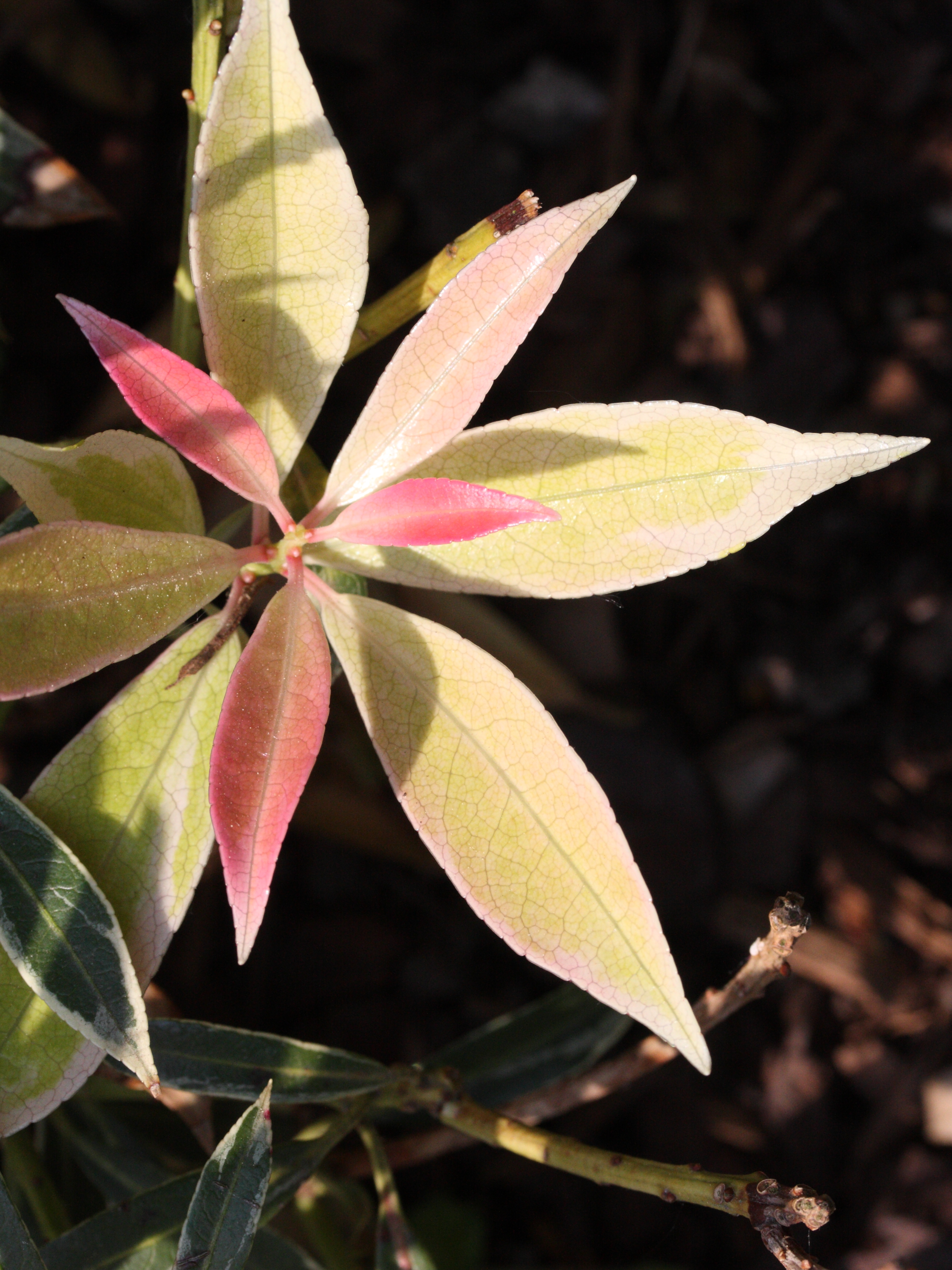 pieris_japonica_flaming_silver5md