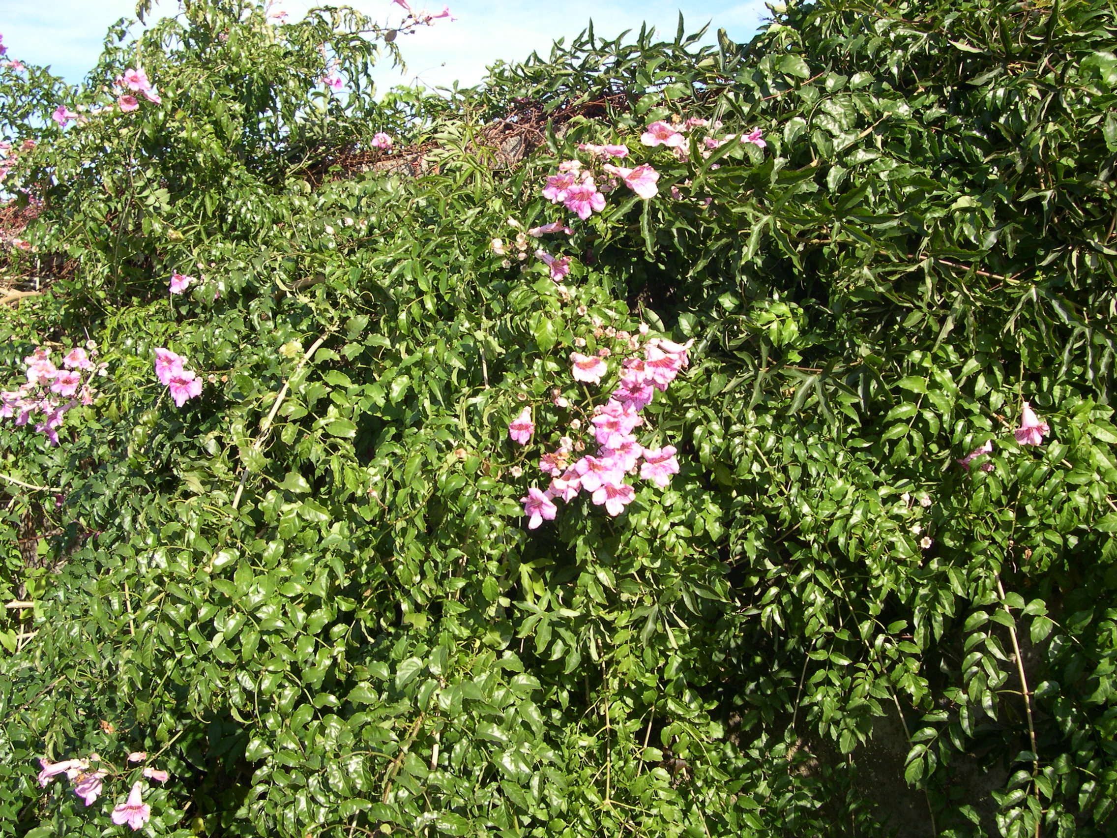 Podraena_ricasoliana