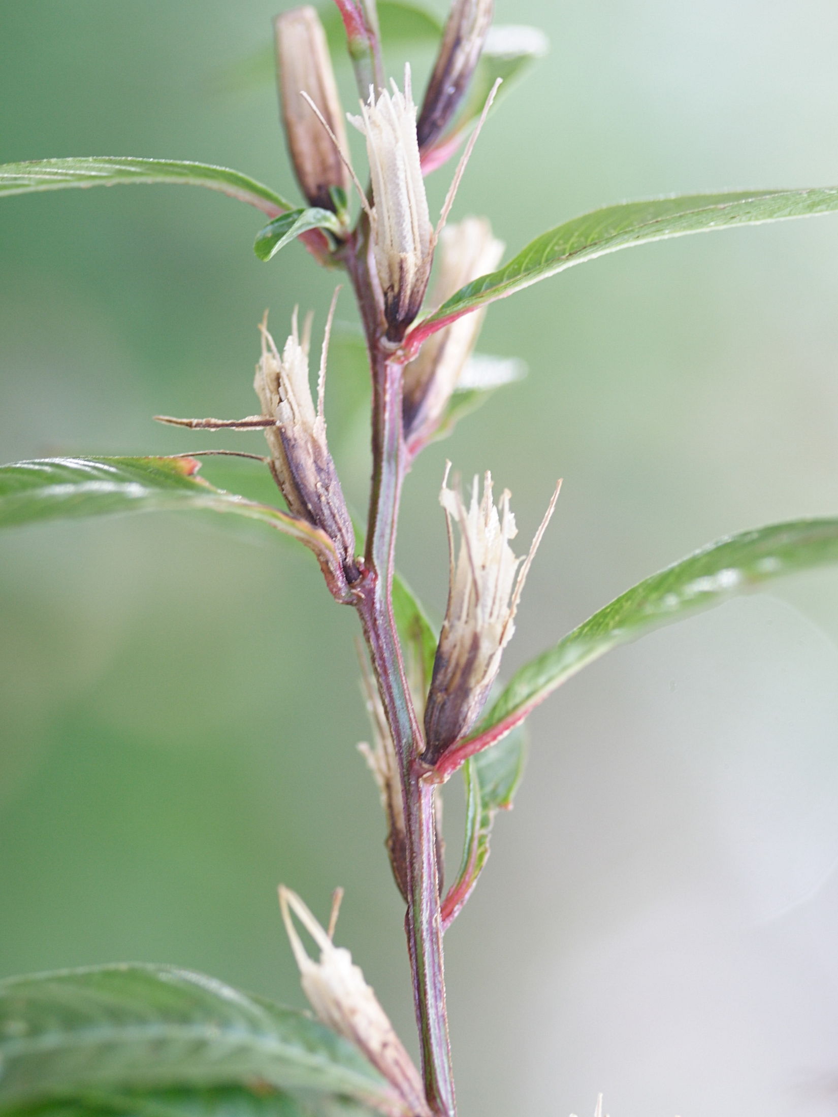 pseudelephantopus_spicatus2md