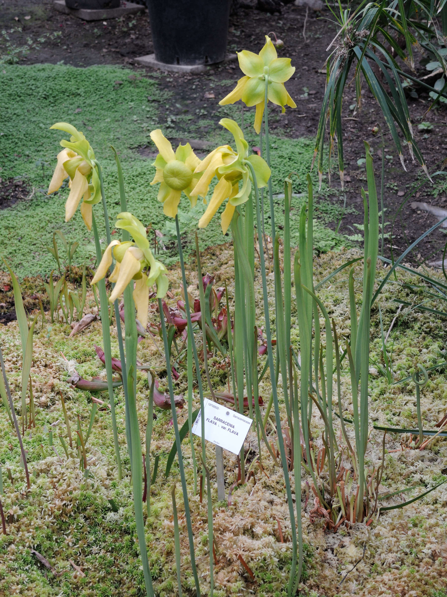 sarracenia_flava_flava1md