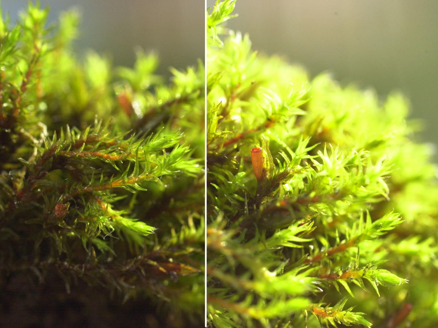 schistidium_apocarpum3md