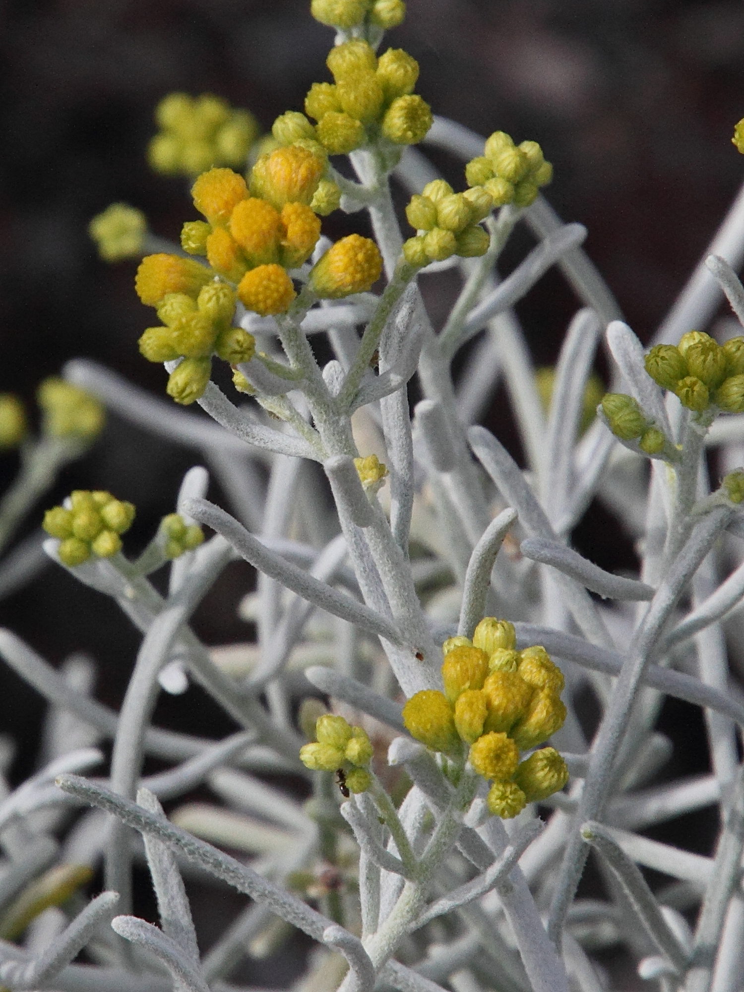 schizogyne_sericea2md