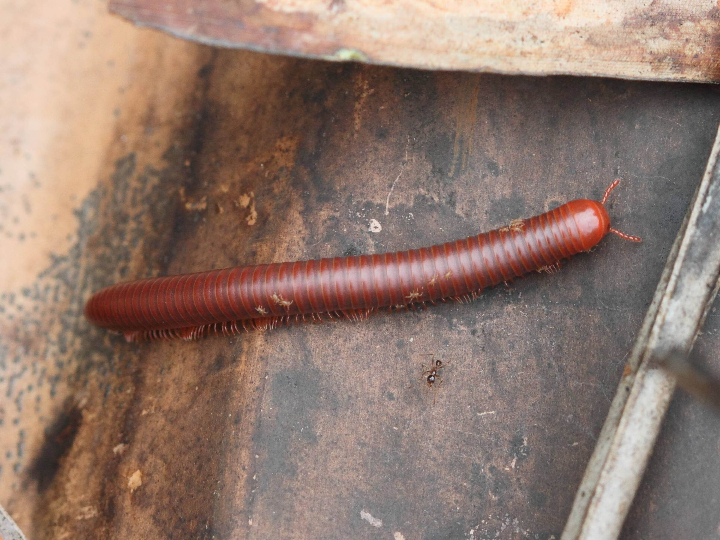 Afficher le média sechelleptus_variabilis1bd sechelleptus_variabilis1bd