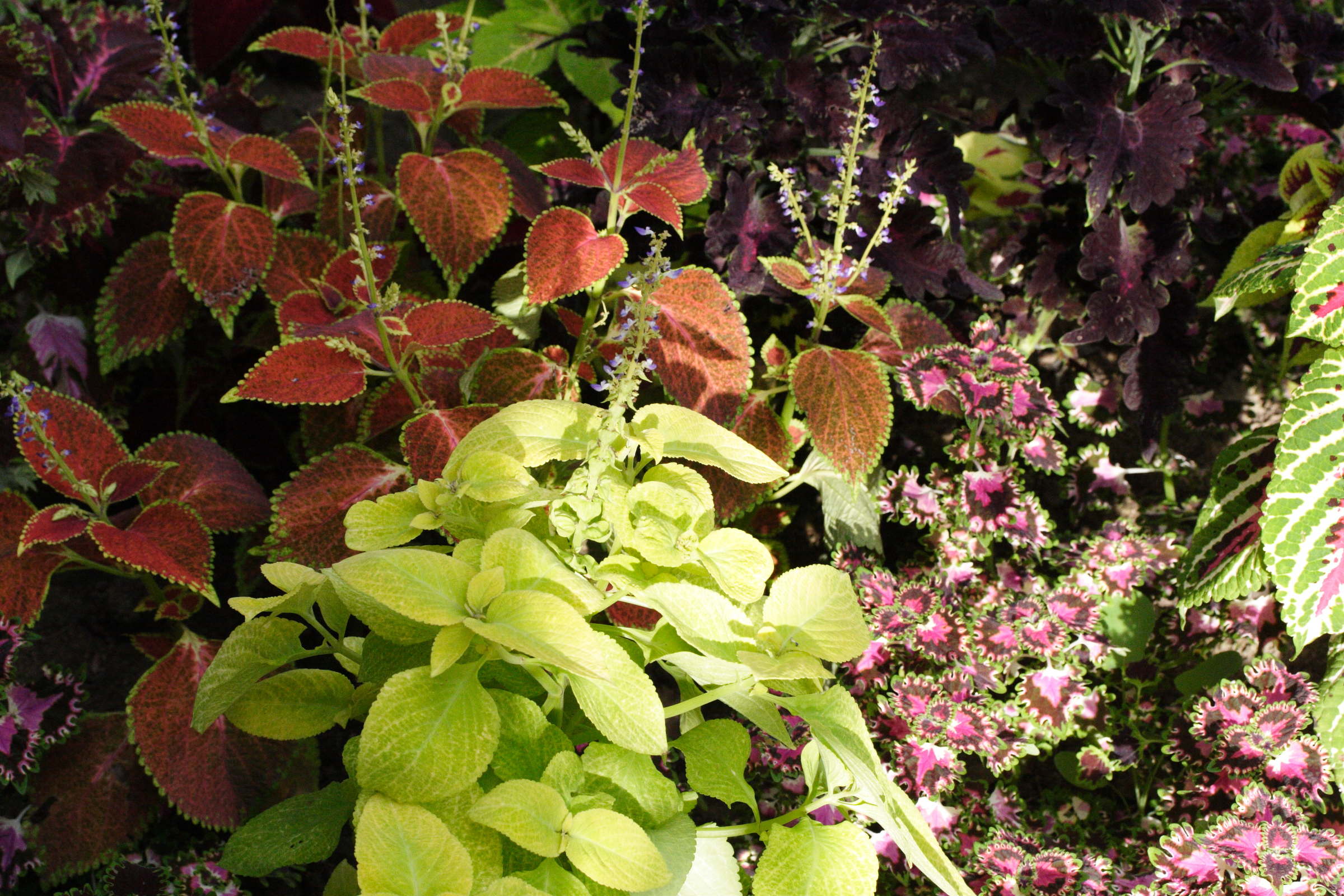 solenostemon_scutellaroides3md