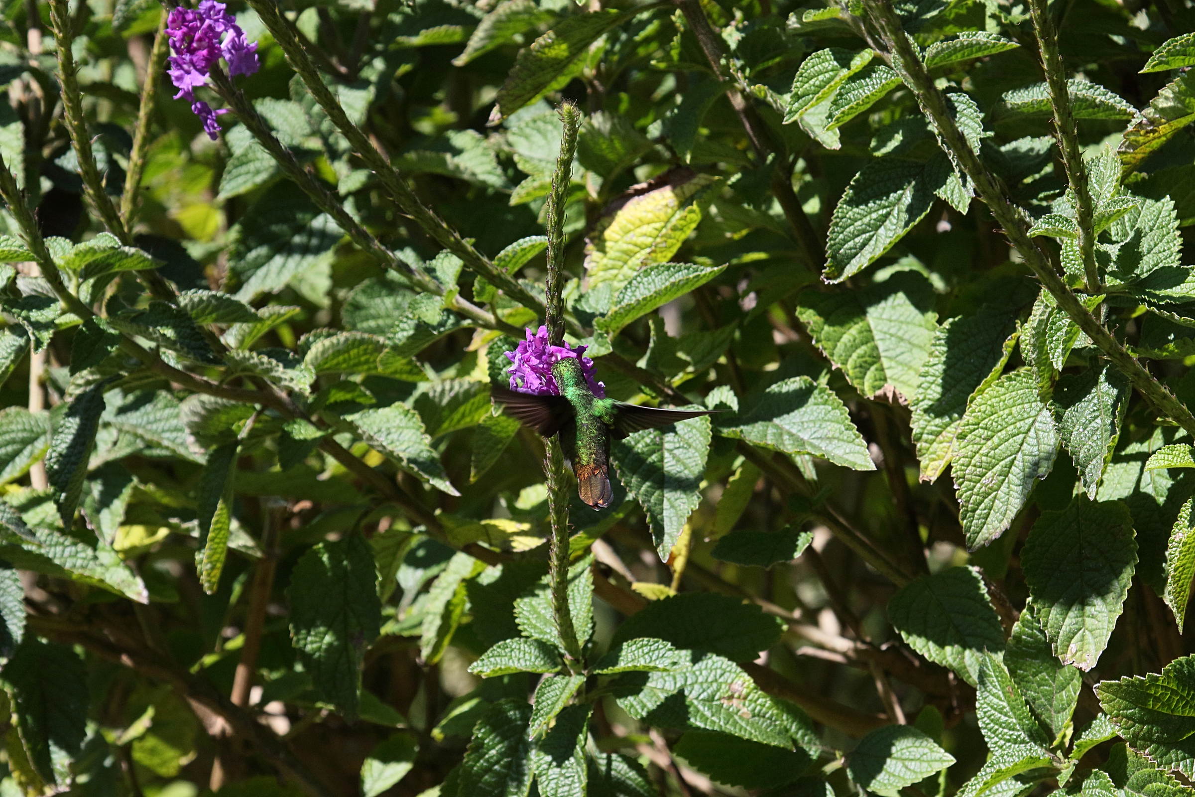 stachytarpheta_frantzii1bd