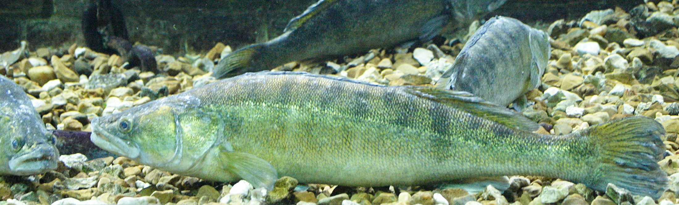 stizostedion_lucioperca2md