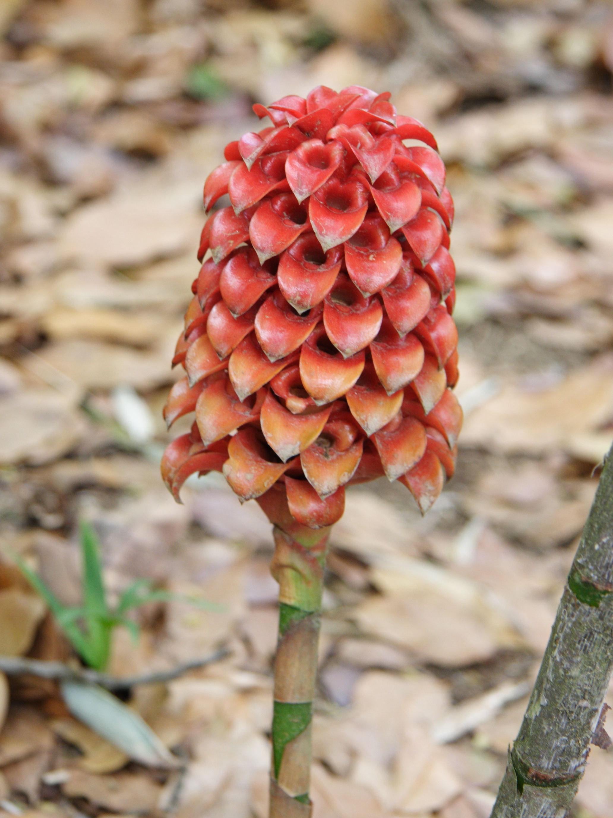 Tapeinocheilos_ananassae