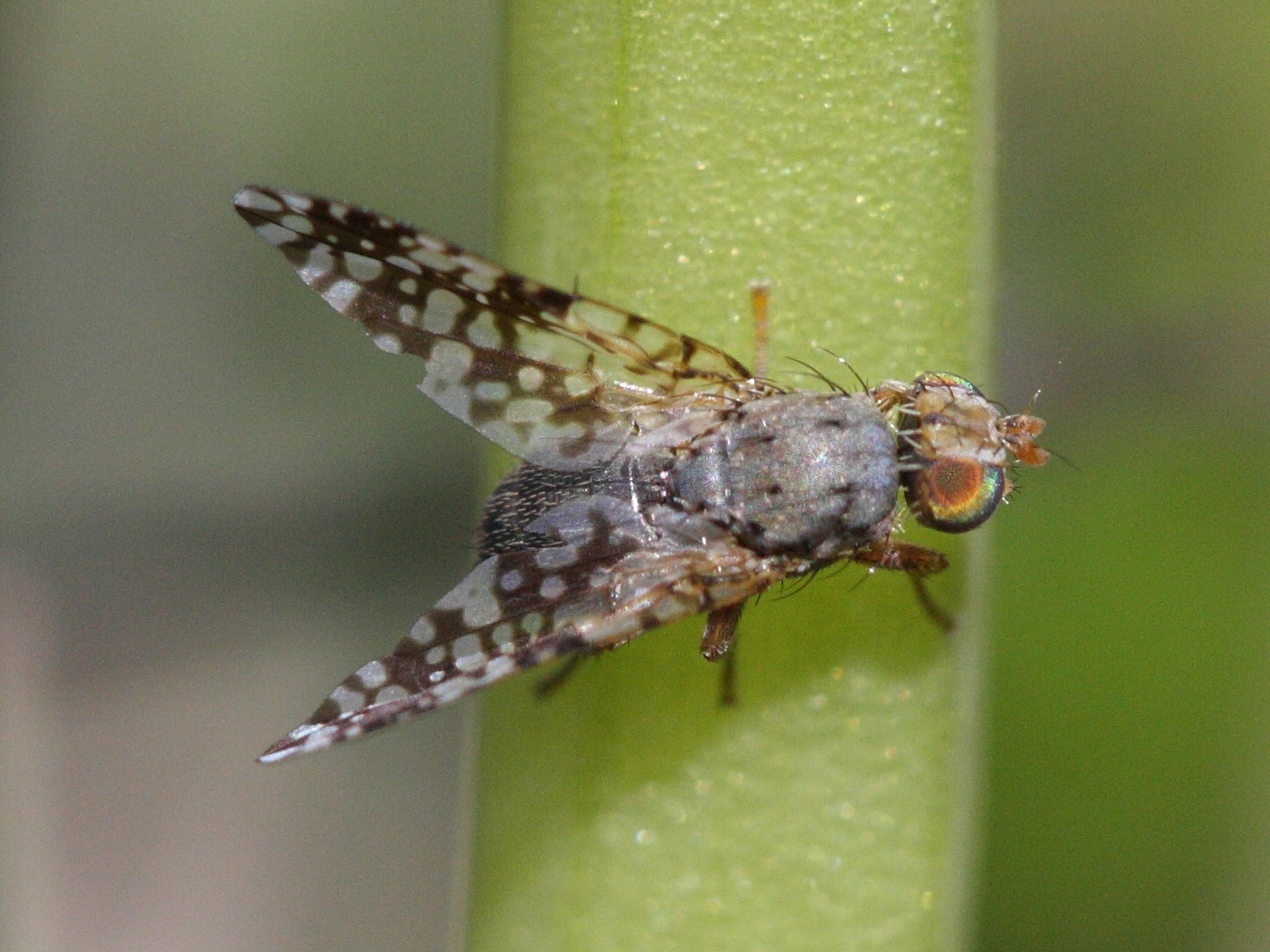 tephritis_matricariae1bbd