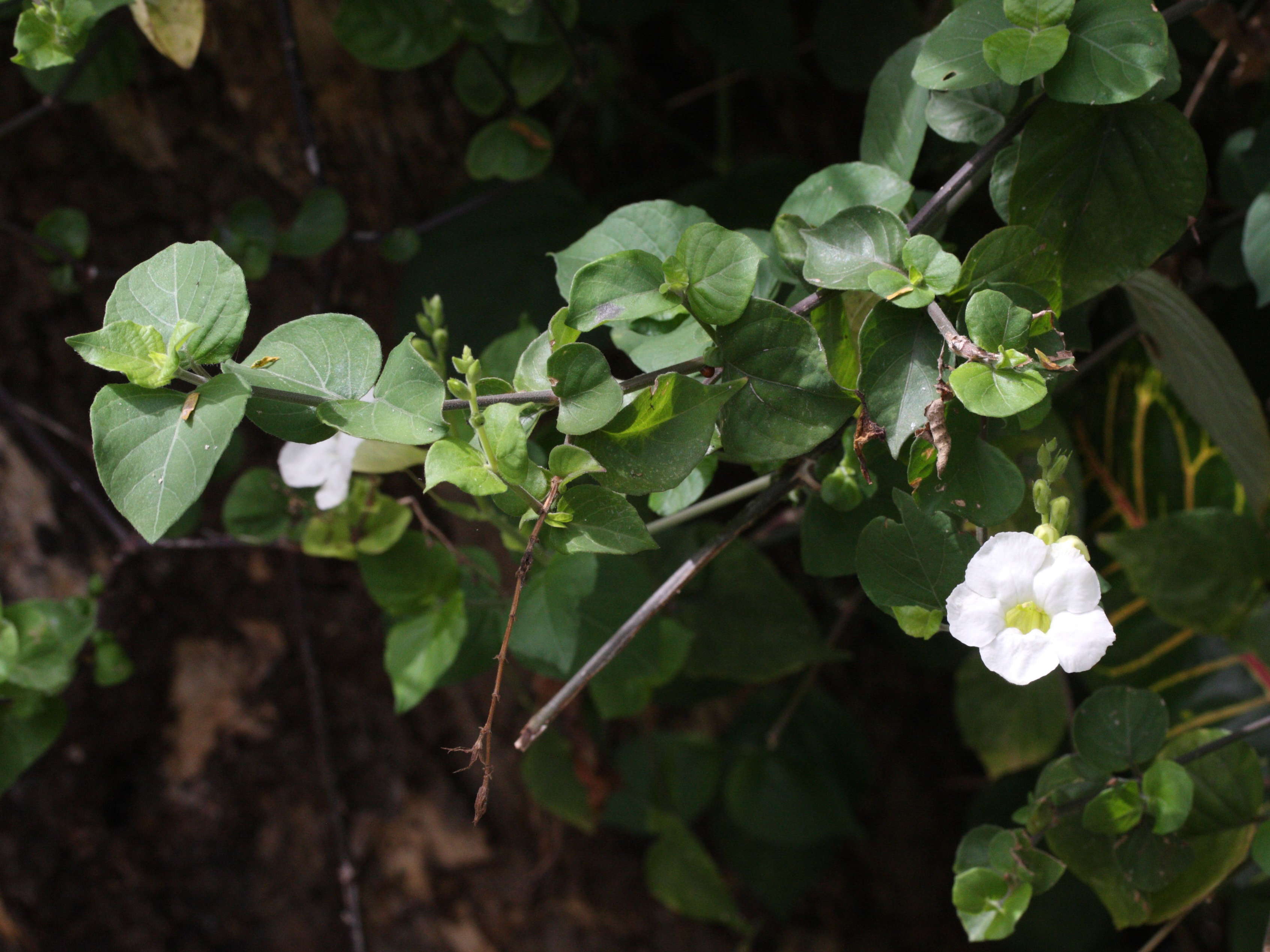thunbergia_grandiflora4md