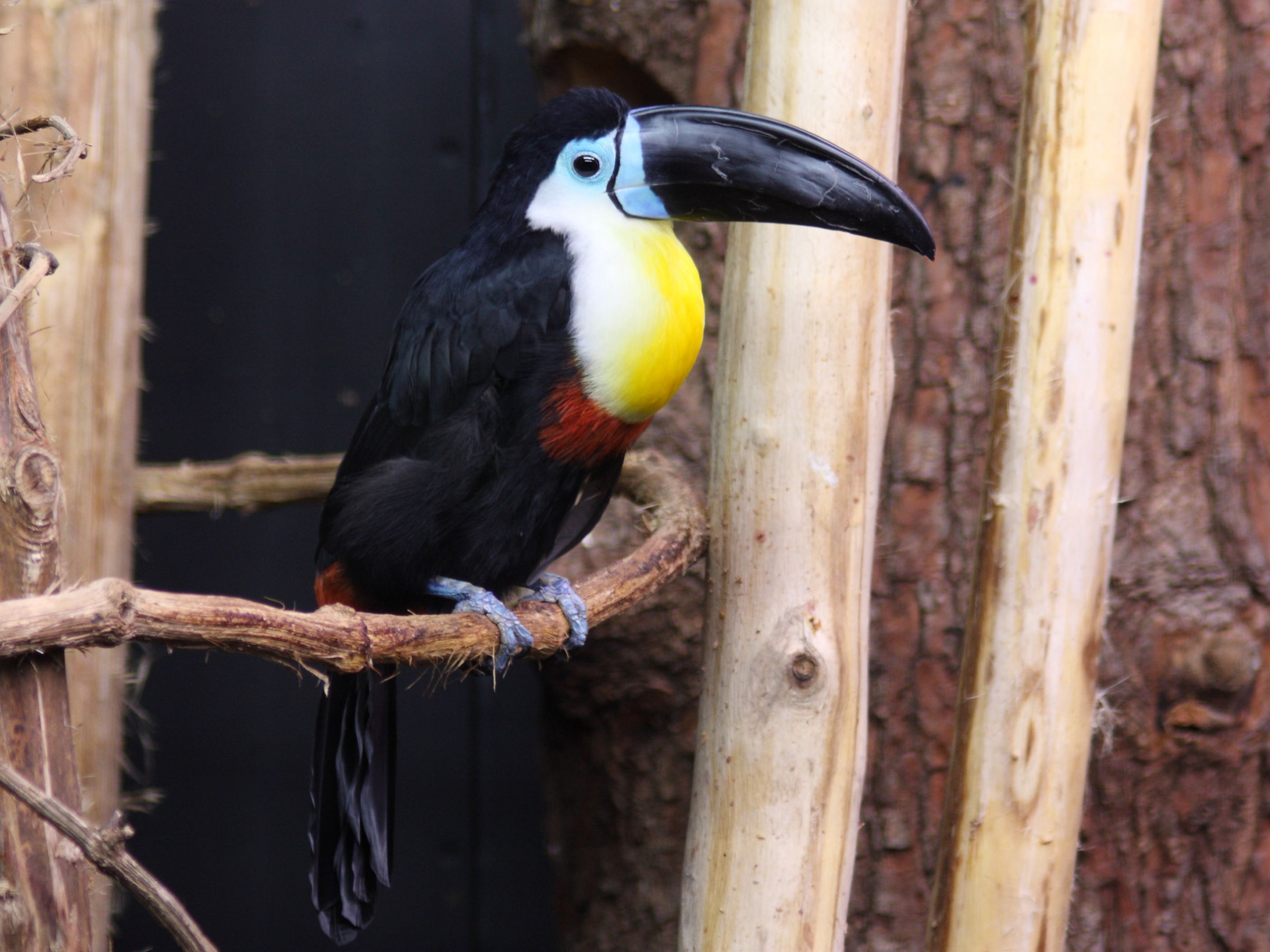 toucan_vitellin_-_ramphastos_vitellinus1sd