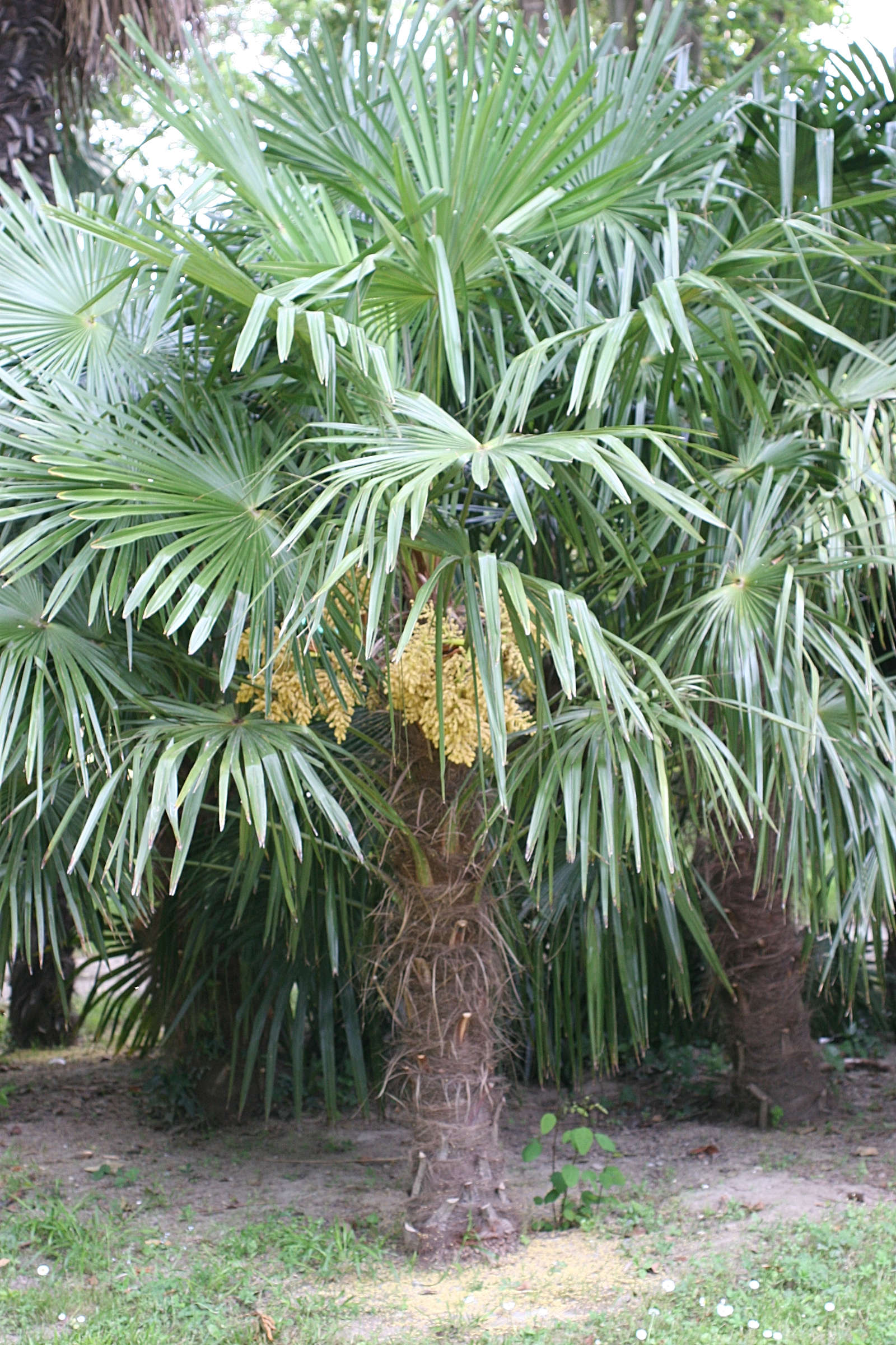 Afficher le média trachycarpus_fortunei5md trachycarpus_fortunei5md