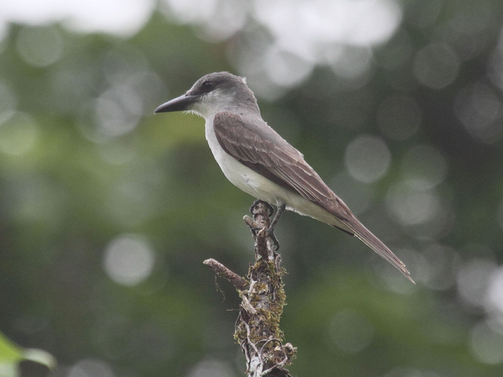 tyran_gris_-_tyrannus_dominicensis3bd