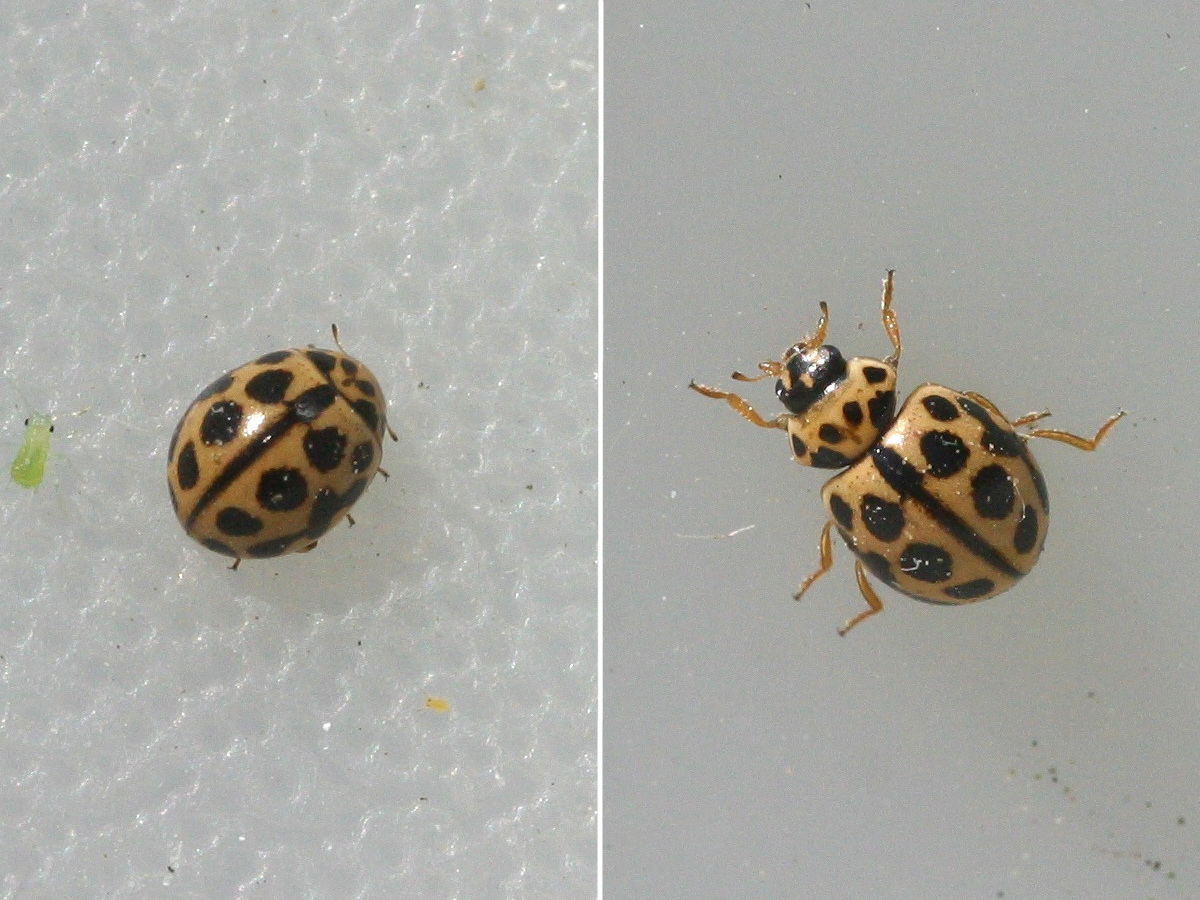 Afficher le média tytthaspis_sedecimpunctata1md tytthaspis_sedecimpunctata1md