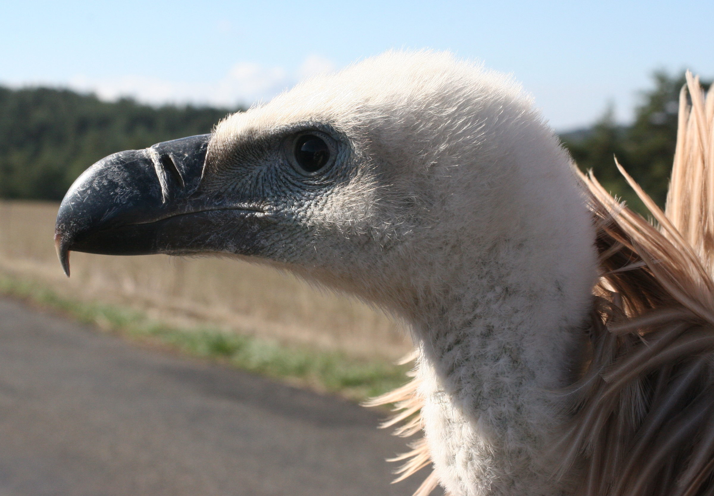 vautour_fauve_-_gyps_fulvus5md