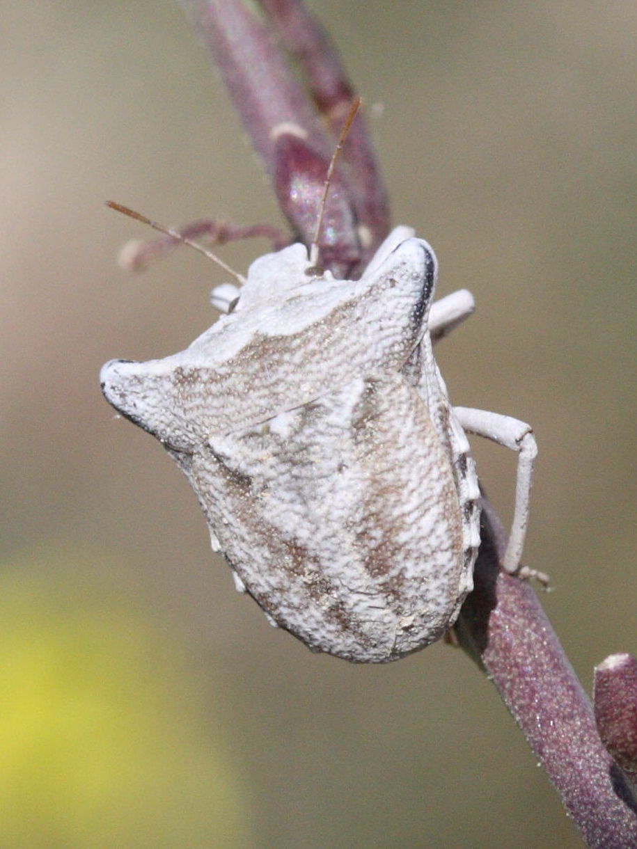 ventocoris_achivus1md