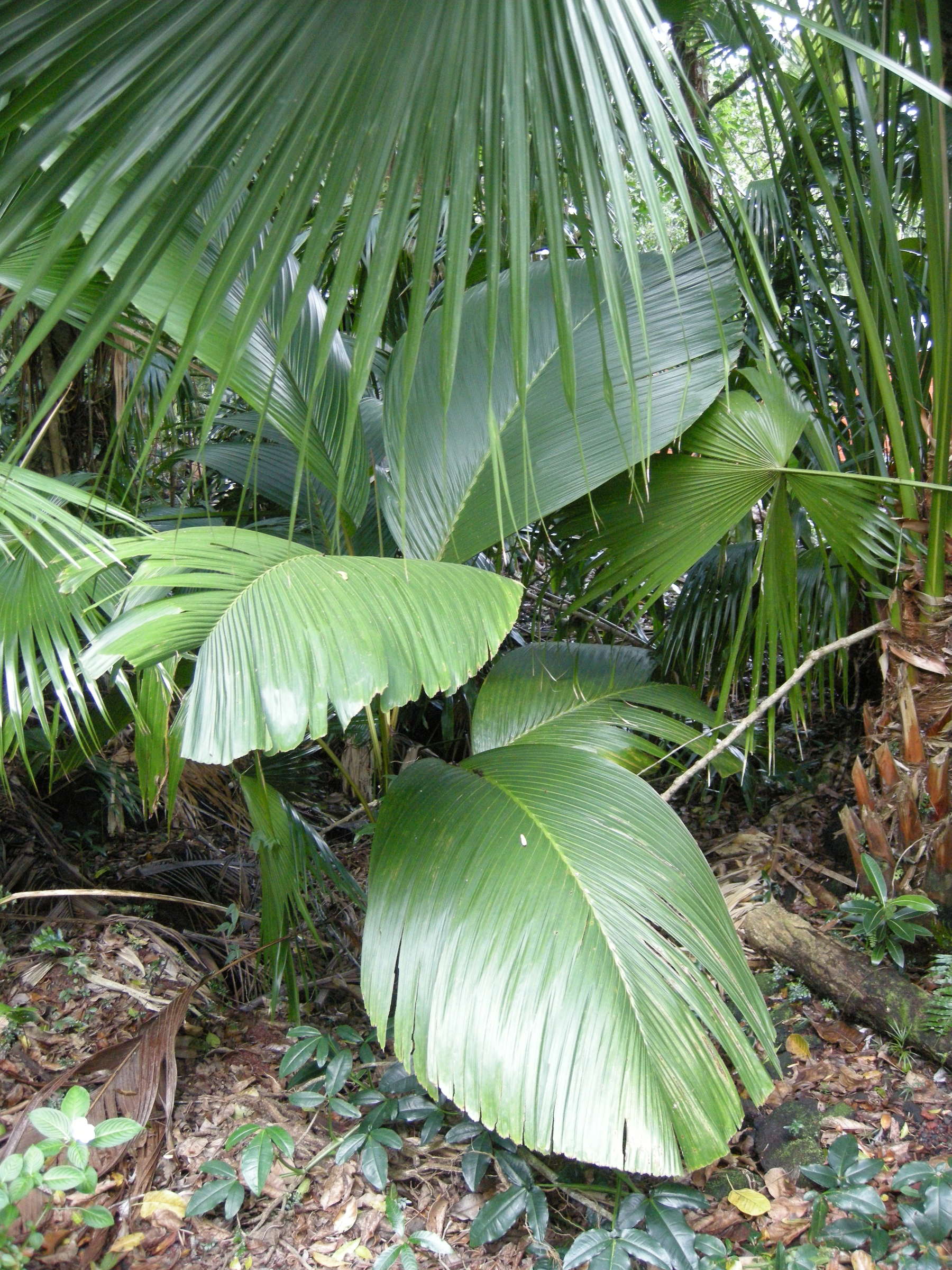 verschaffeltia_splendida2bd