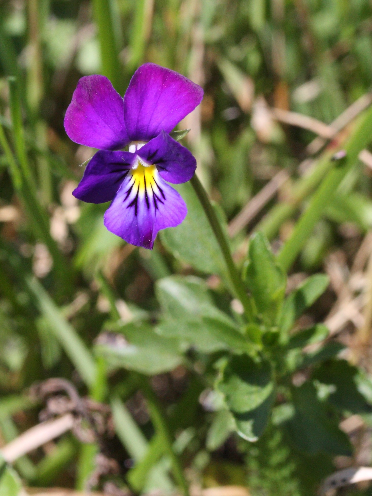Viola_tricolor