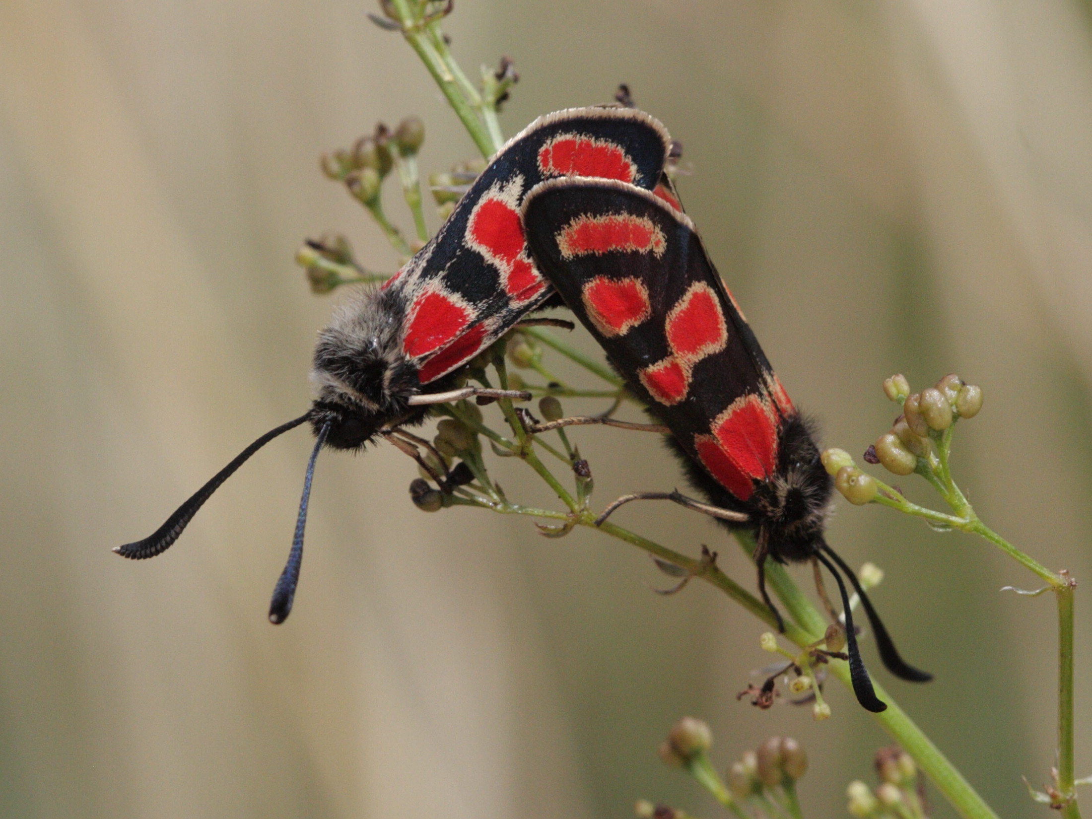 zygaena_carniolica2bd