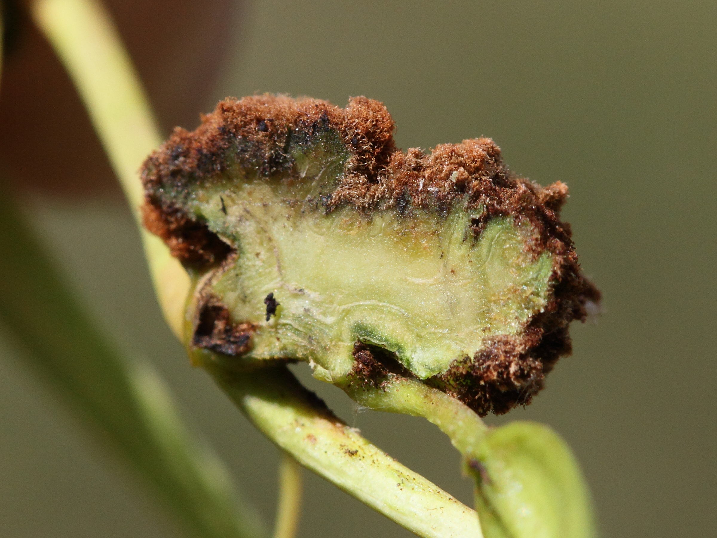 aceria_fraxinivora_galle3md