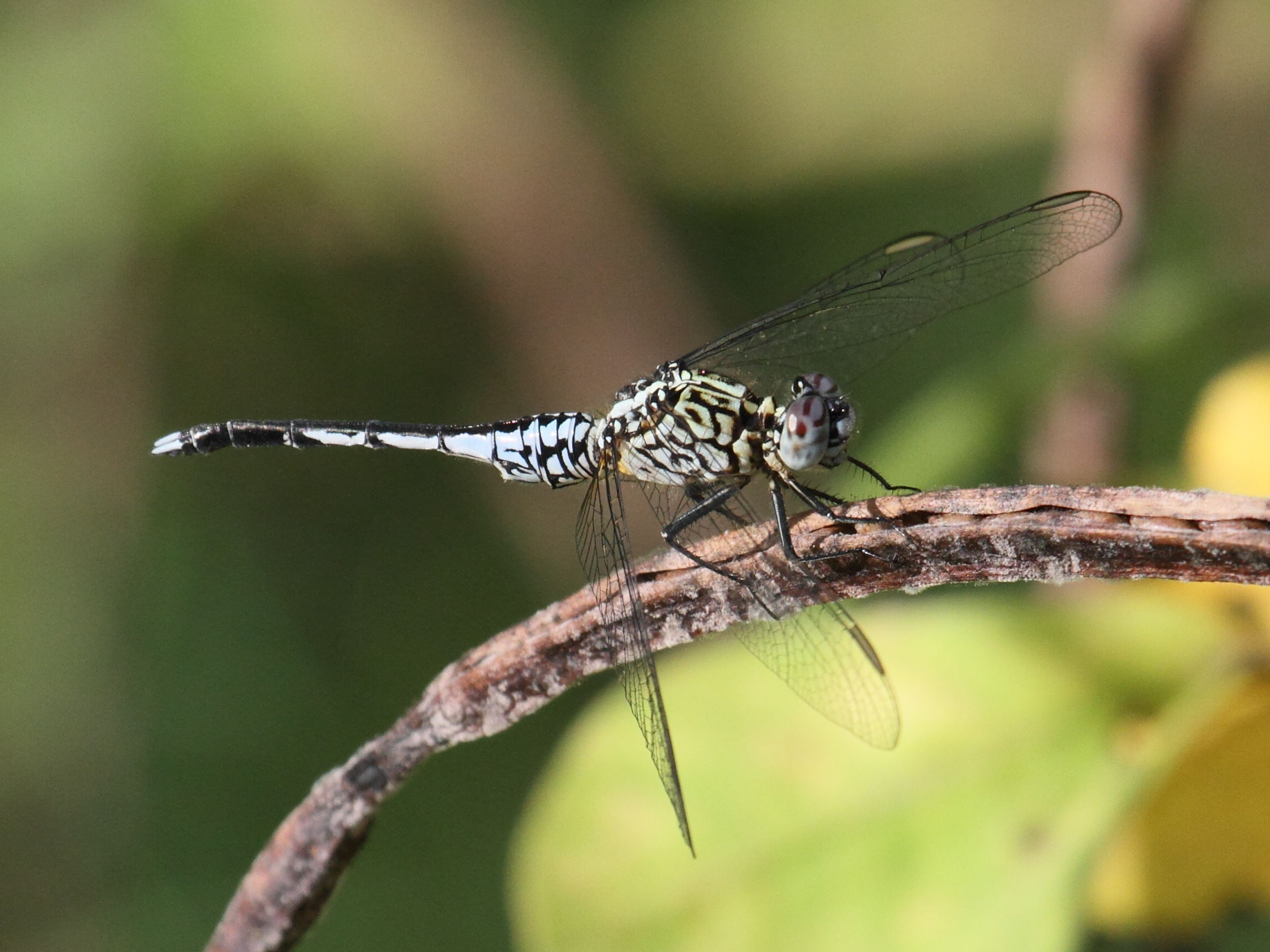acisoma_panorpoides_ascalaphoides1bd