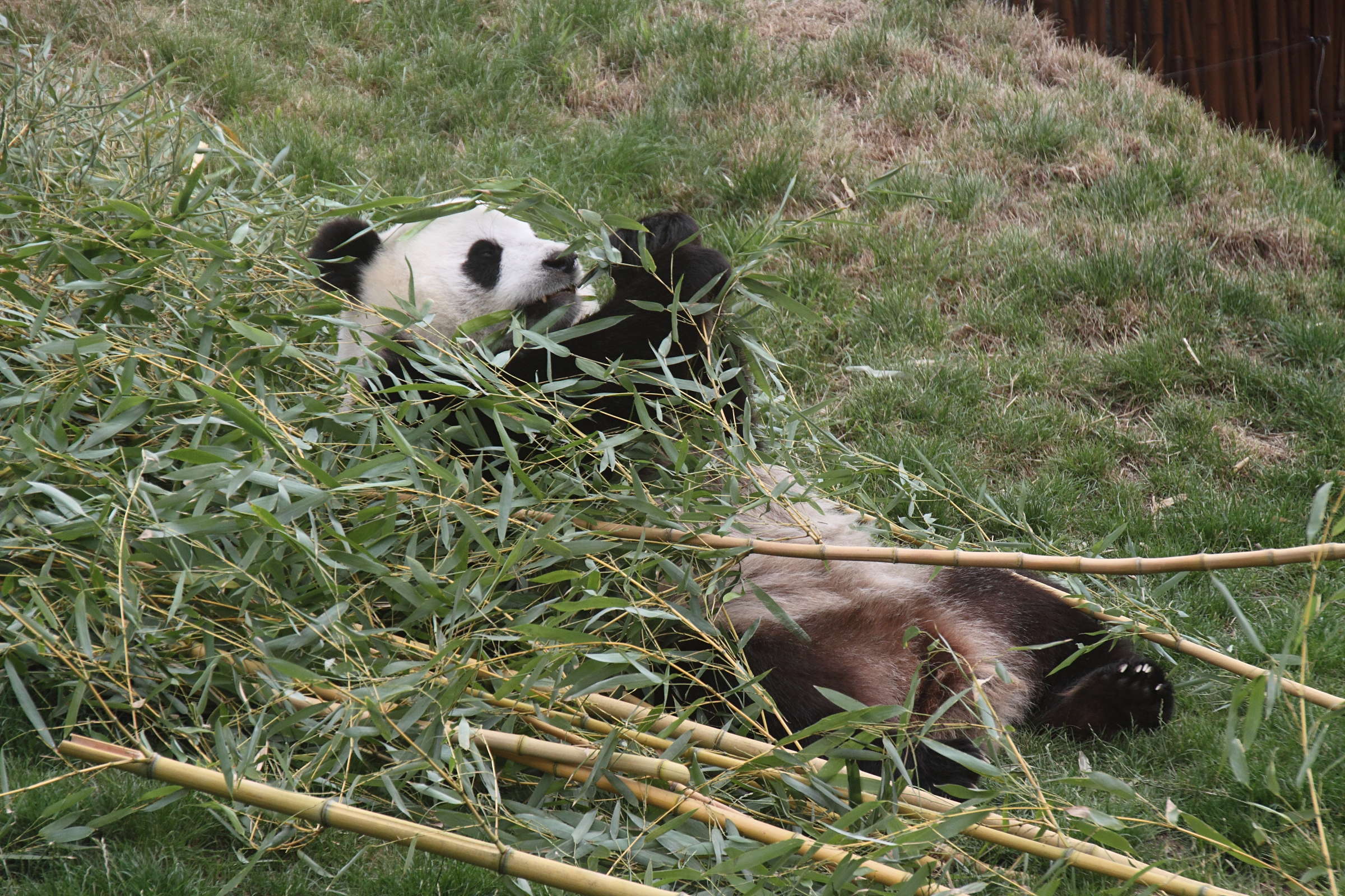 ailuropoda_melanoleuca4cd