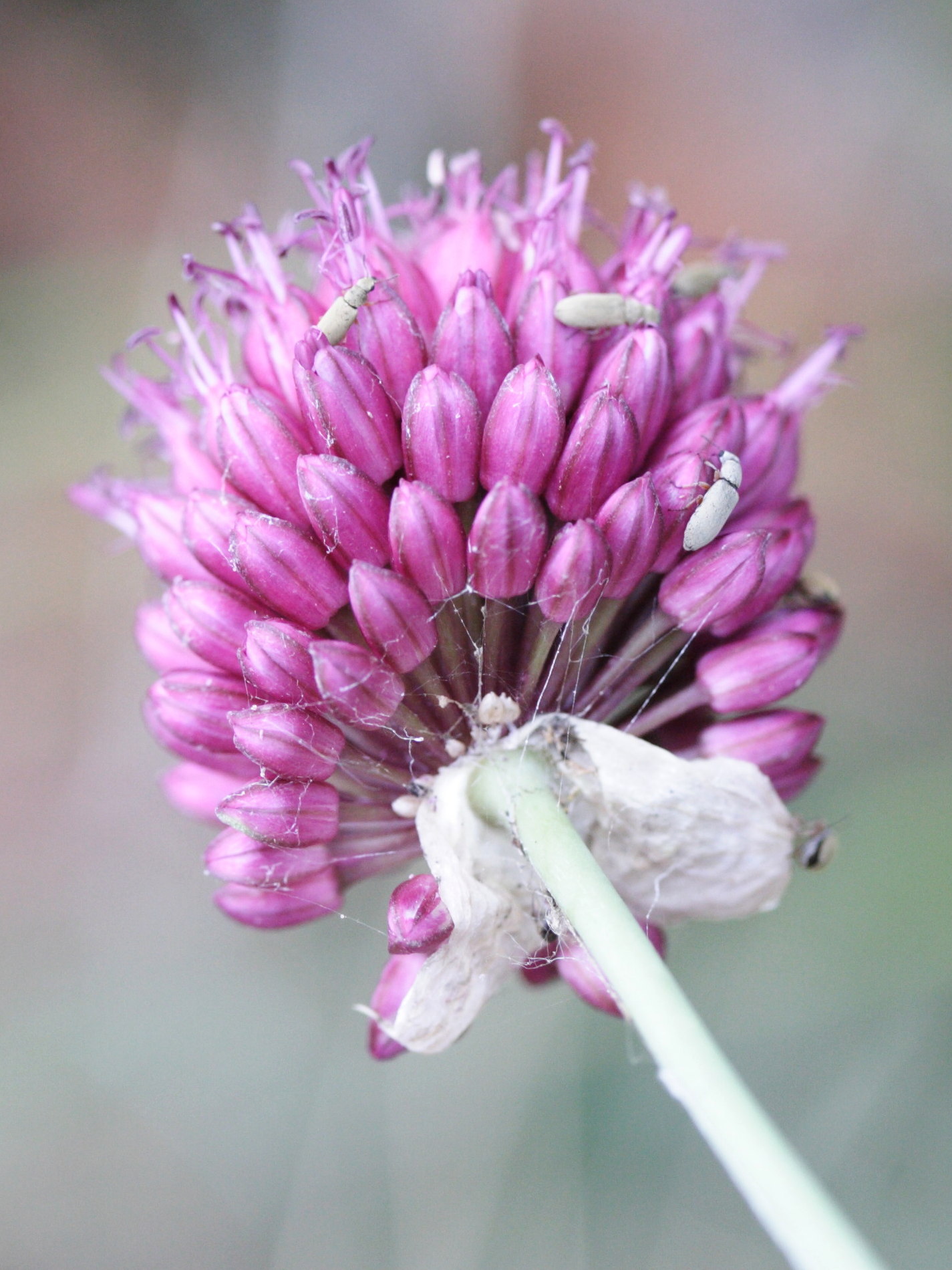 allium_sphaerocephalon3md