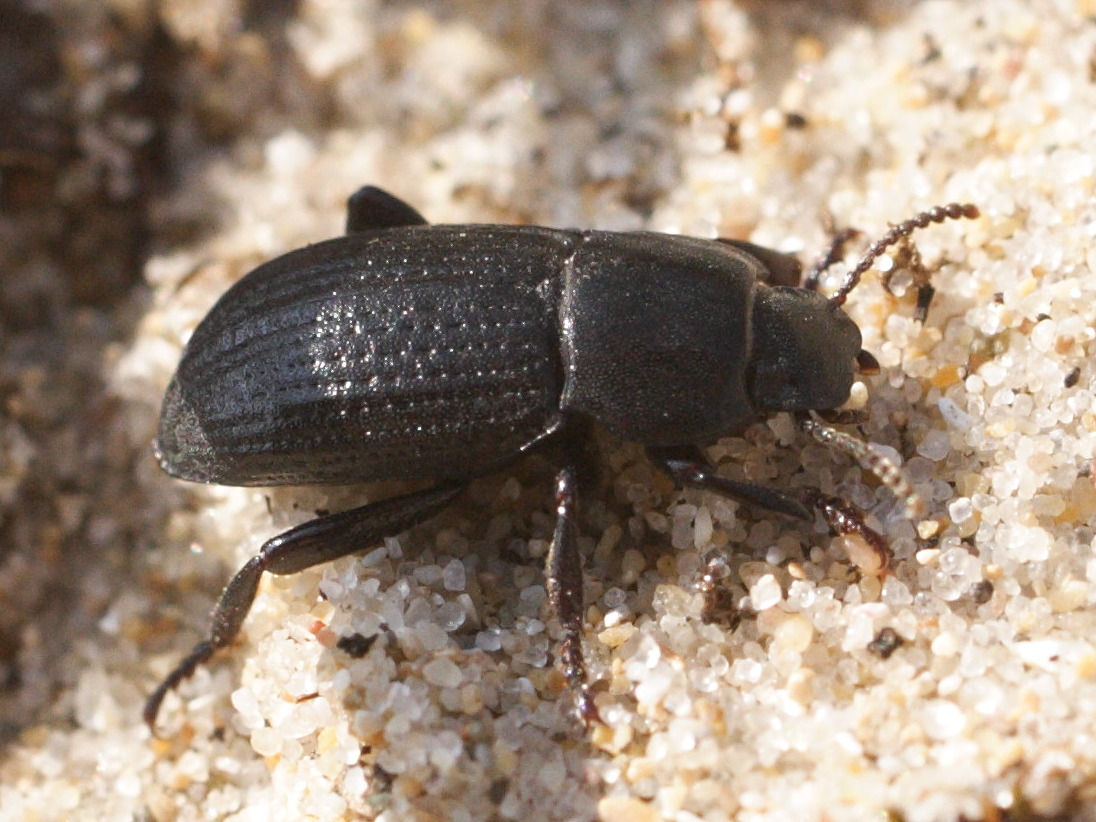 allophylax_picipes2md