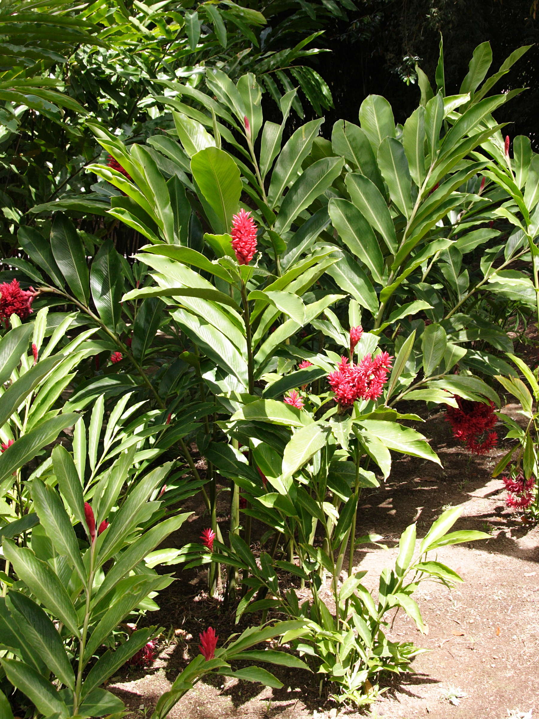 alpinia_purpurata3md