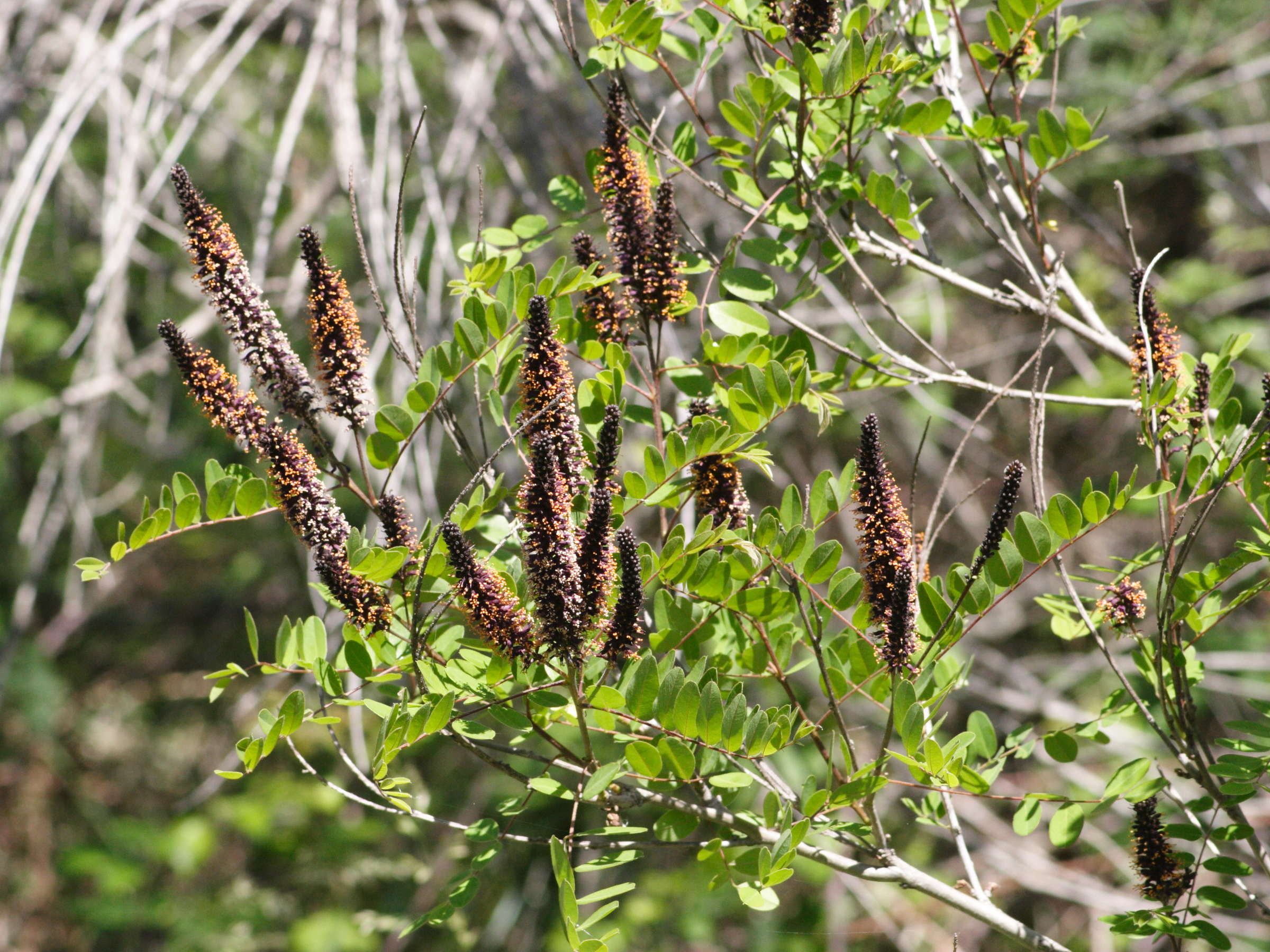 Afficher le média amorpha_fruticosa5md amorpha_fruticosa5md
