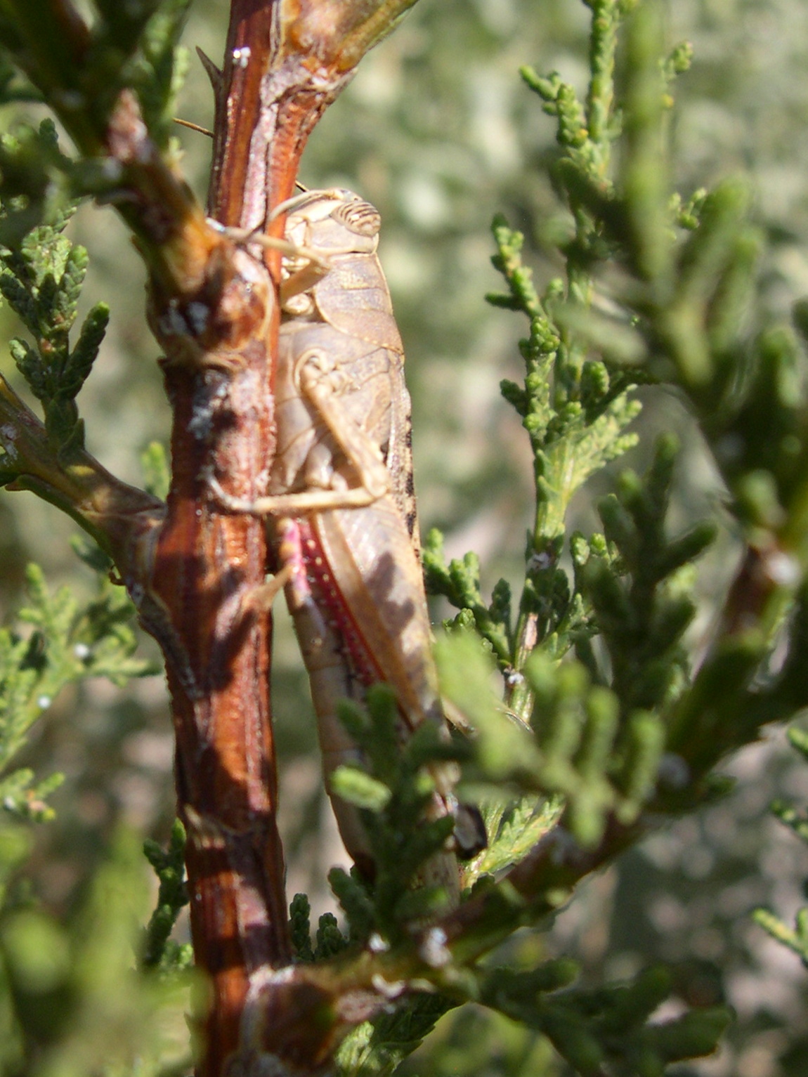 anacridium_aegyptium2md