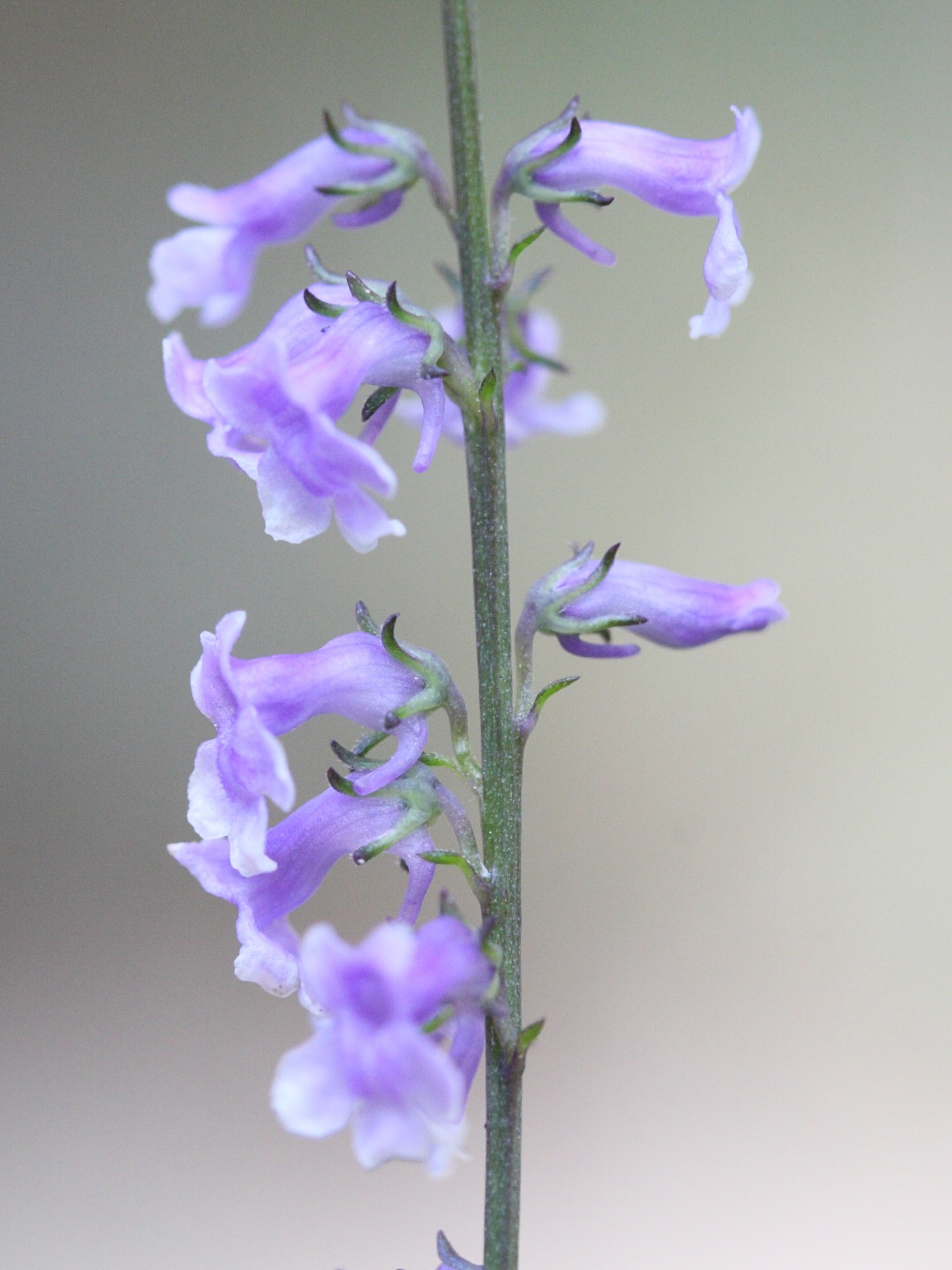 Afficher le média anarrhinum_bellidifolium2bmd anarrhinum_bellidifolium2bmd