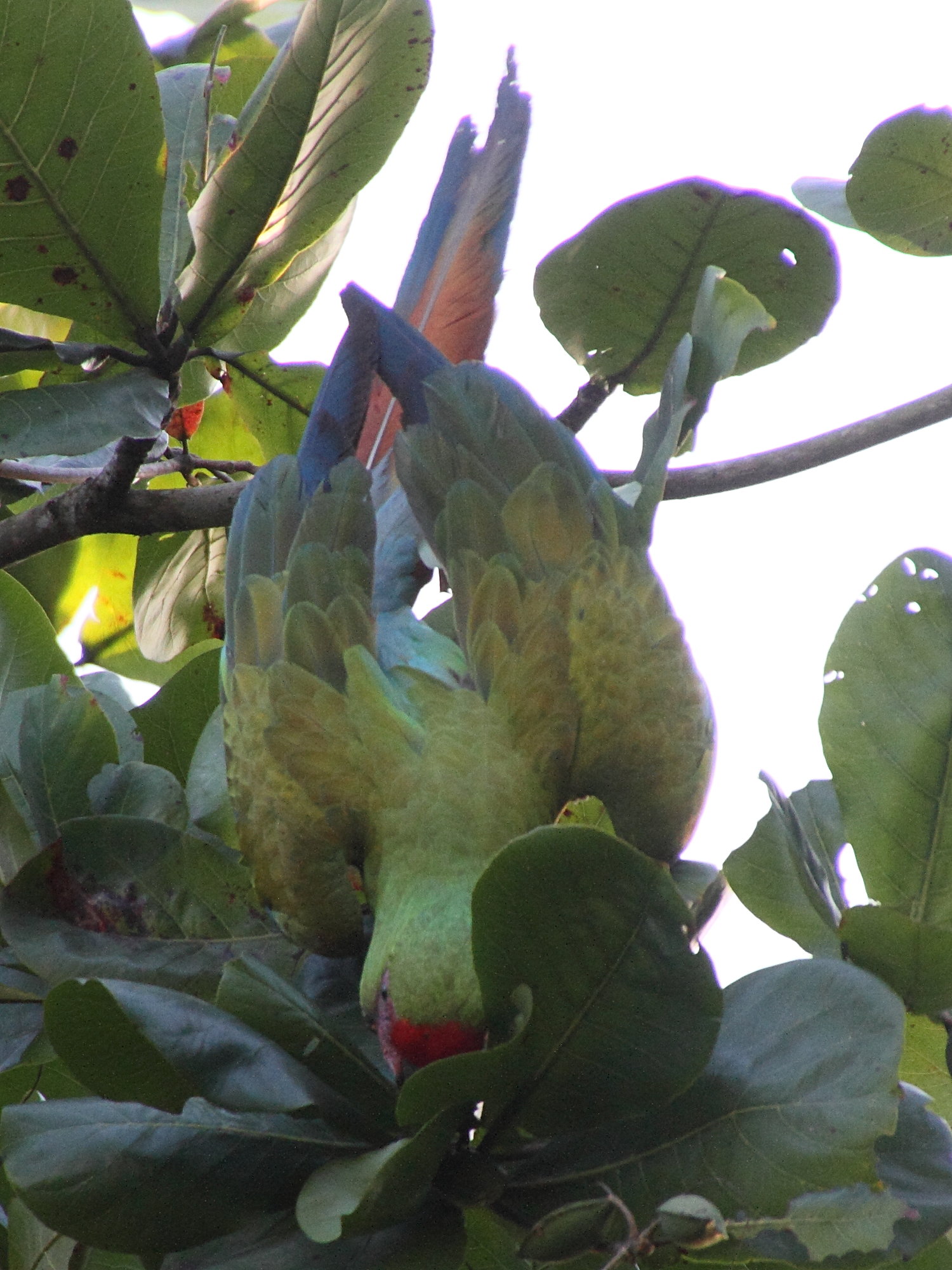 ara_de_buffon_-_ara_ambiguus5md